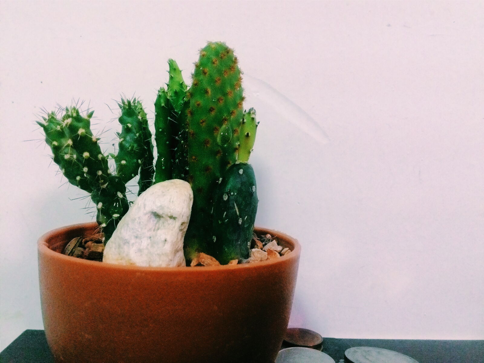 ASUS T00J sample photo. Cactus, plant, trees, vintage photography