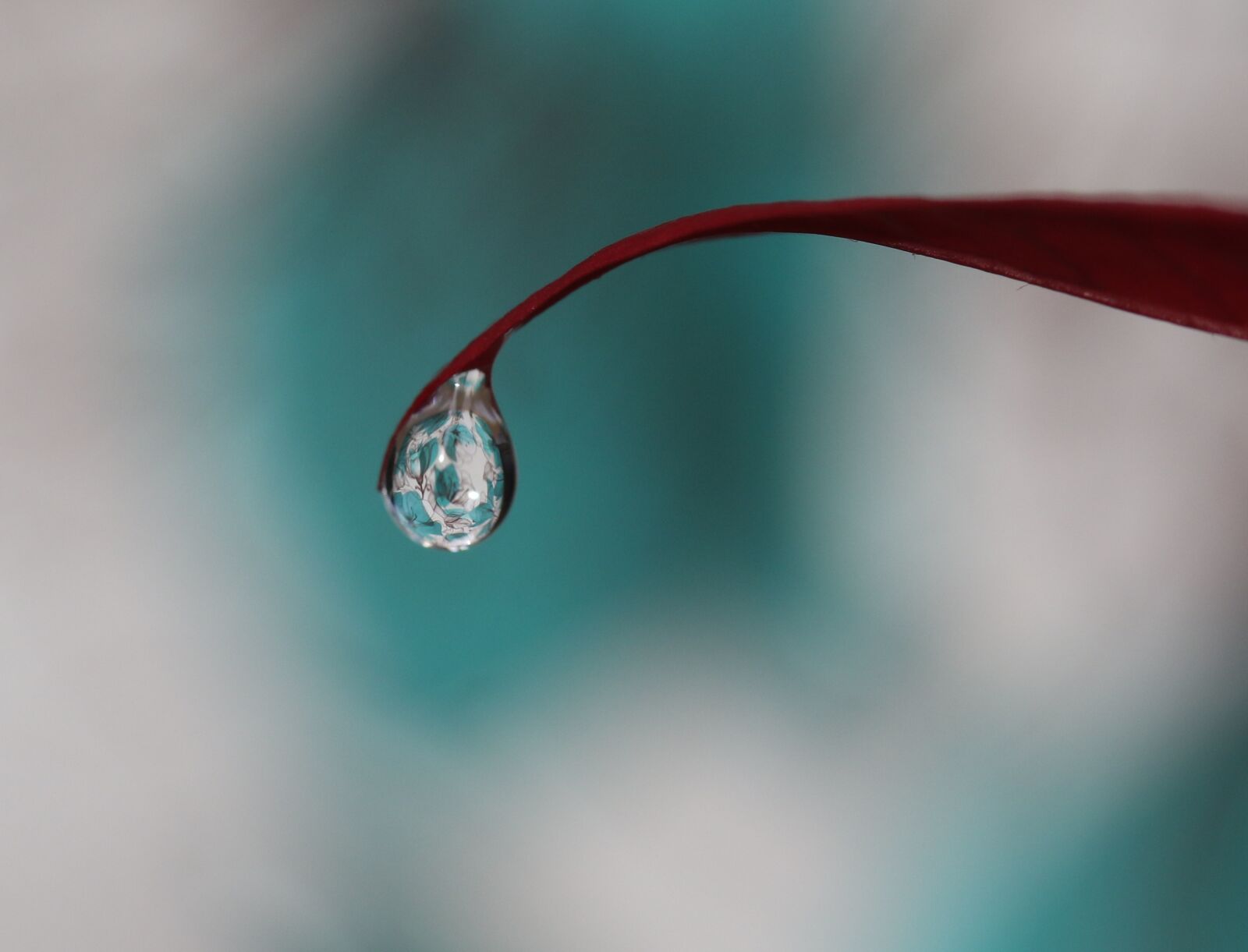 Canon EF-S 60mm F2.8 Macro USM sample photo. Drop, water, macro photography