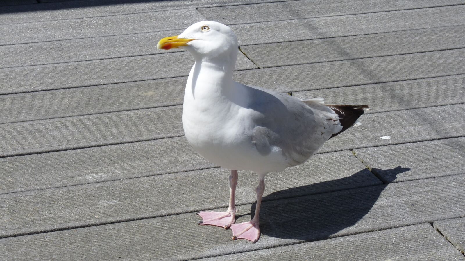 Panasonic Lumix DMC-FZ35 (Lumix DMC-FZ38) sample photo. Animal, bird, seagull photography