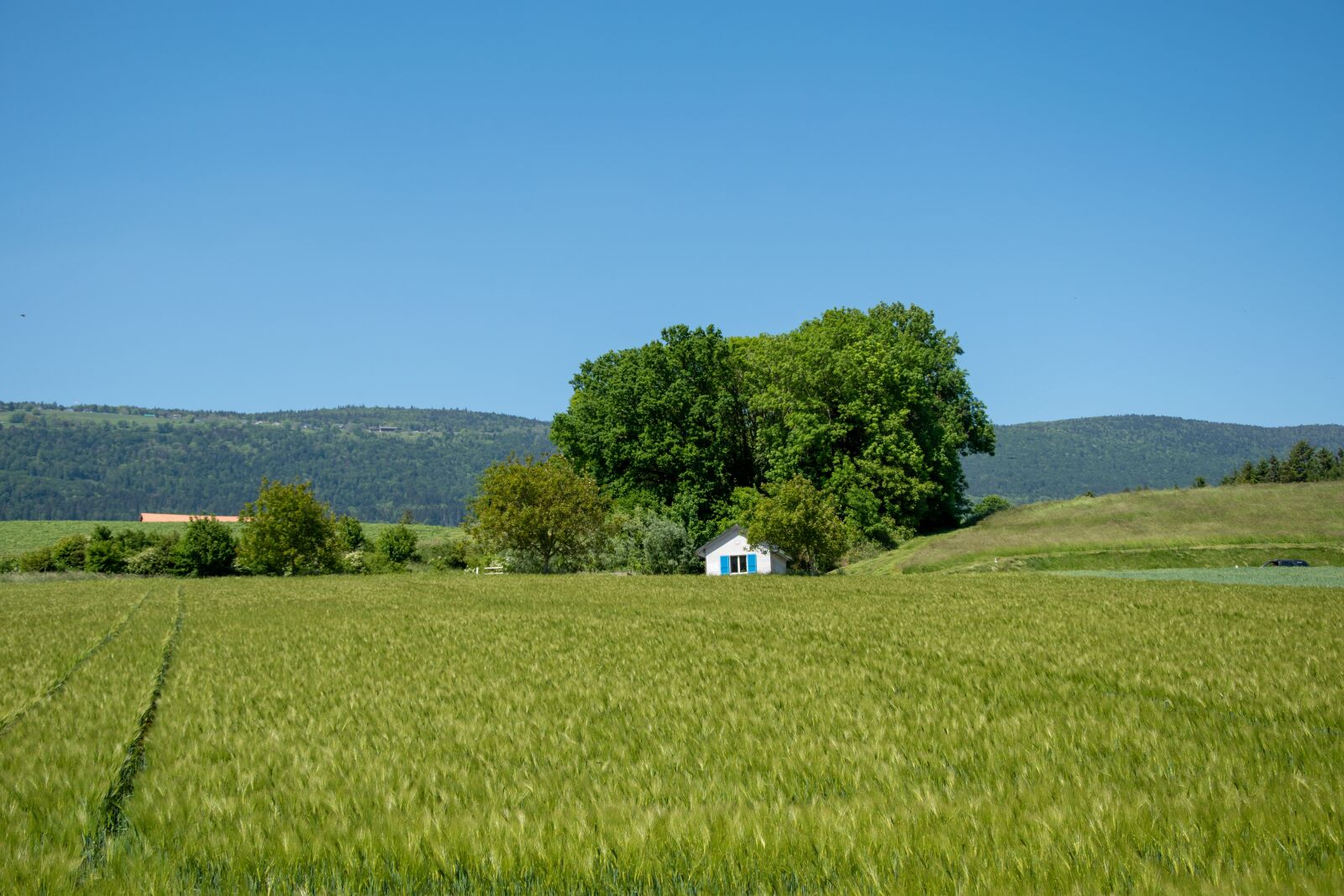 Nikon D5500 sample photo. Wheat, home, farm photography
