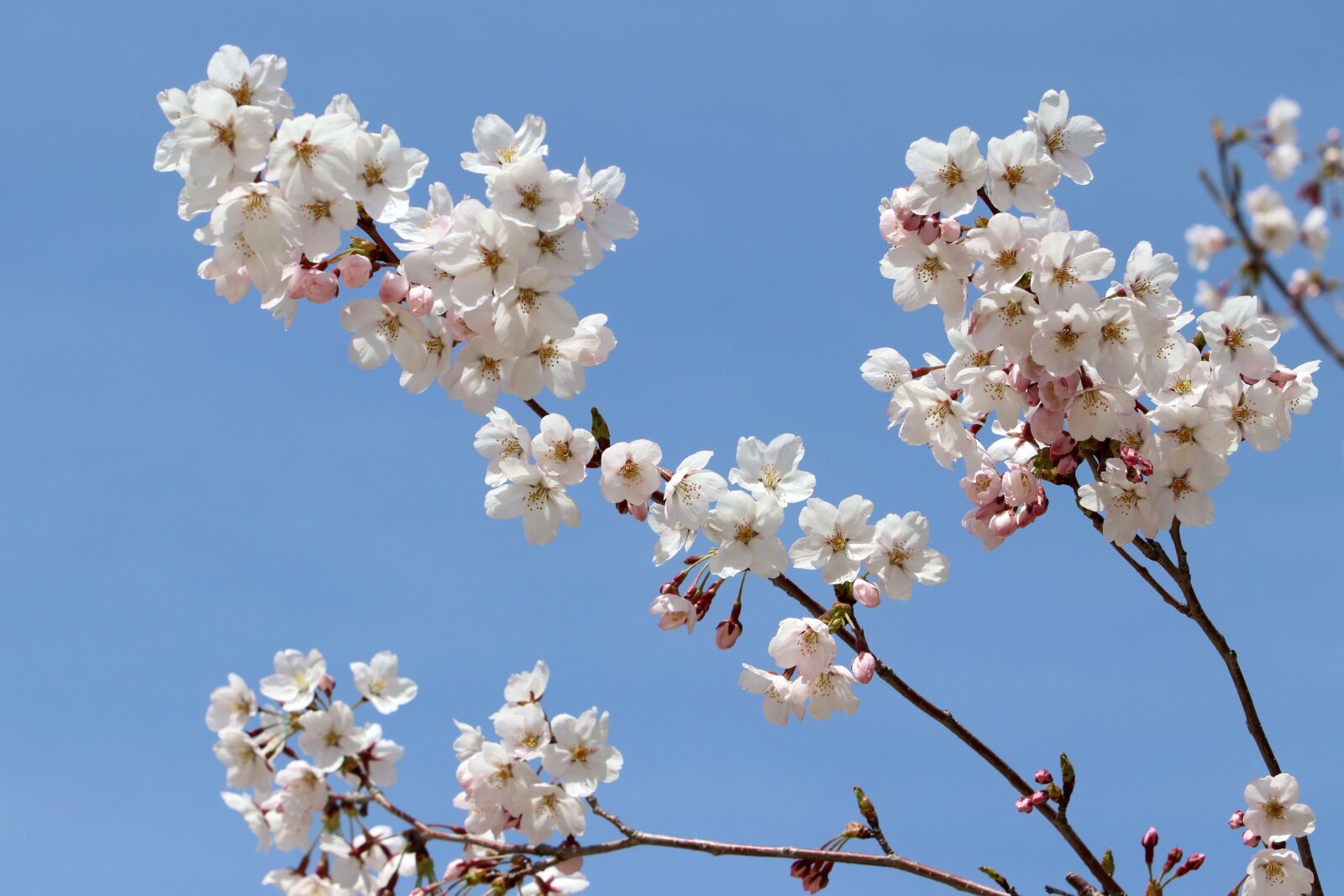 Canon EF 70-200mm F2.8L USM sample photo. Cherry blossom, spring, flowers photography