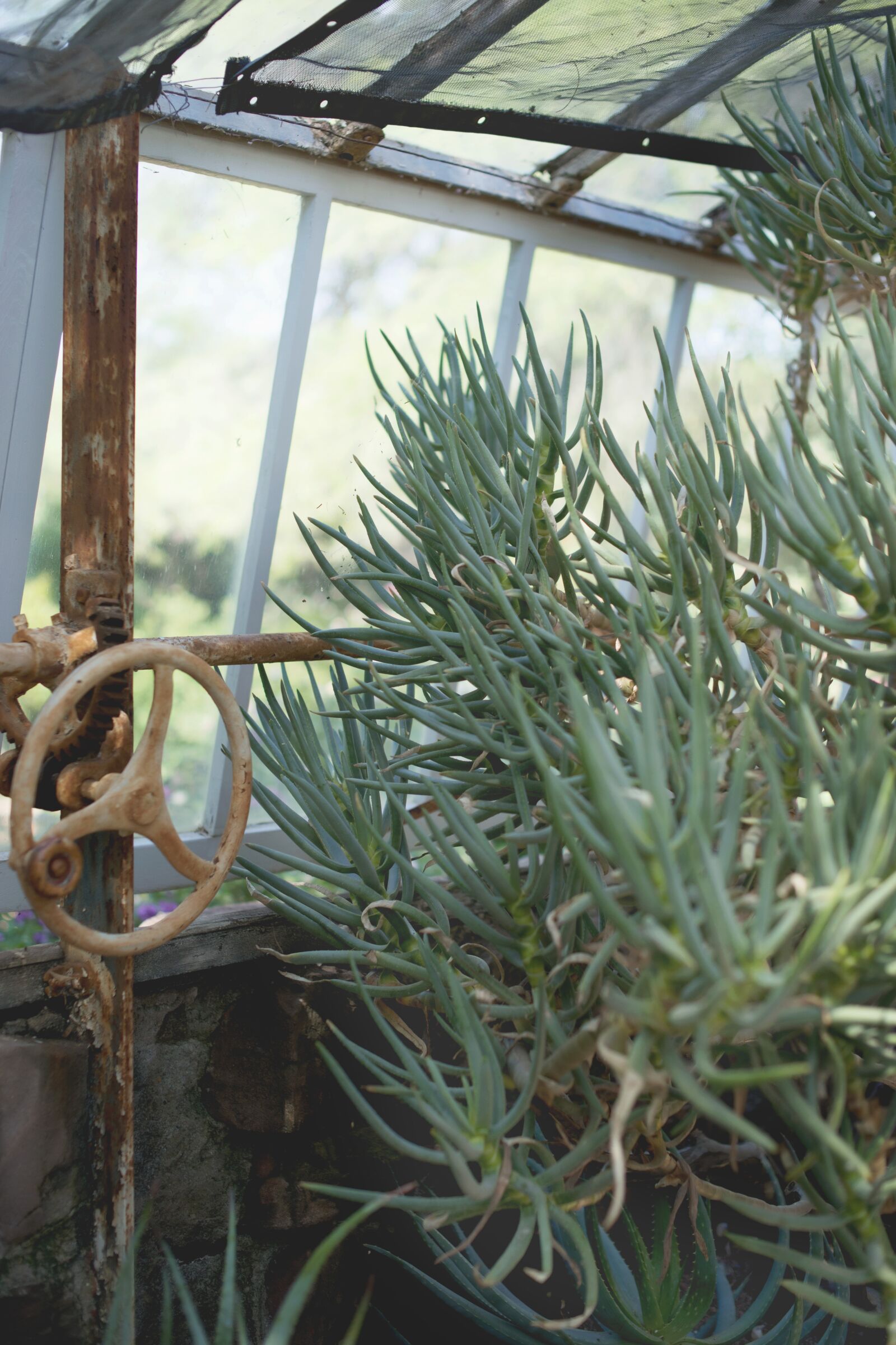 Nikon D800 sample photo. Succulents, green house, vintage photography