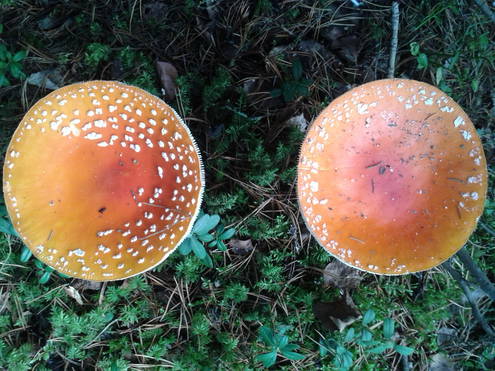 Samsung Galaxy S3 Mini sample photo. Mushroom, fungi, nature photography