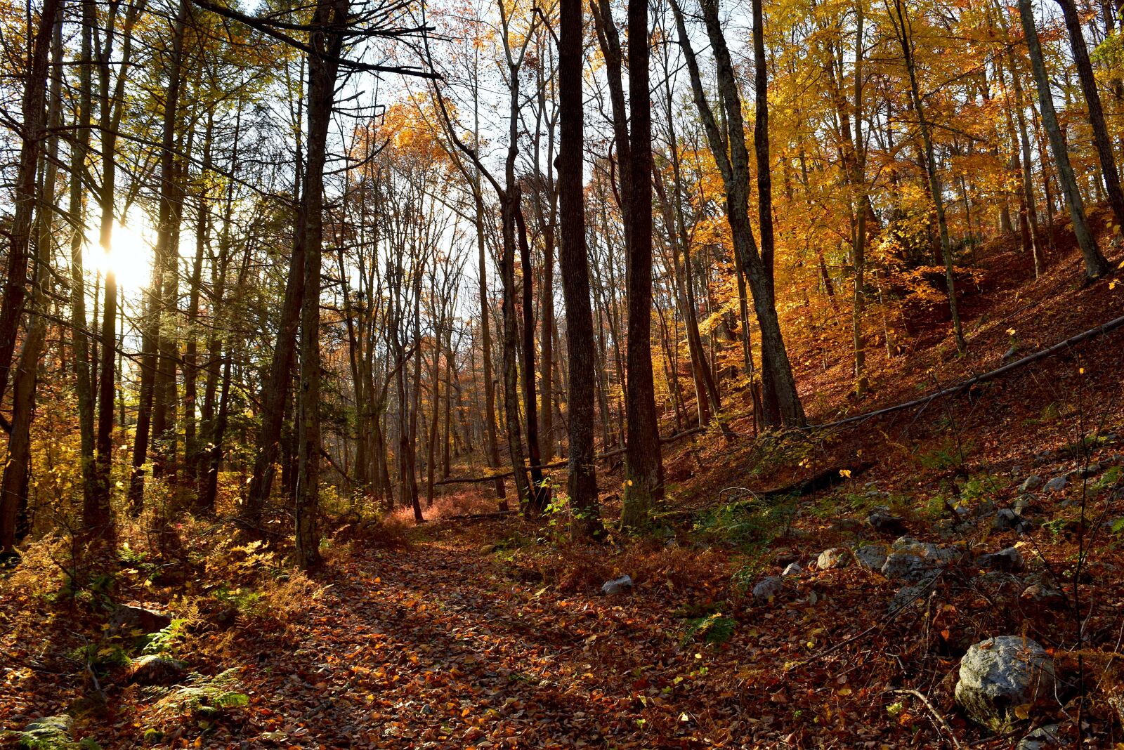 Nikon D3300 sample photo. Foliage, leaves, autumn photography
