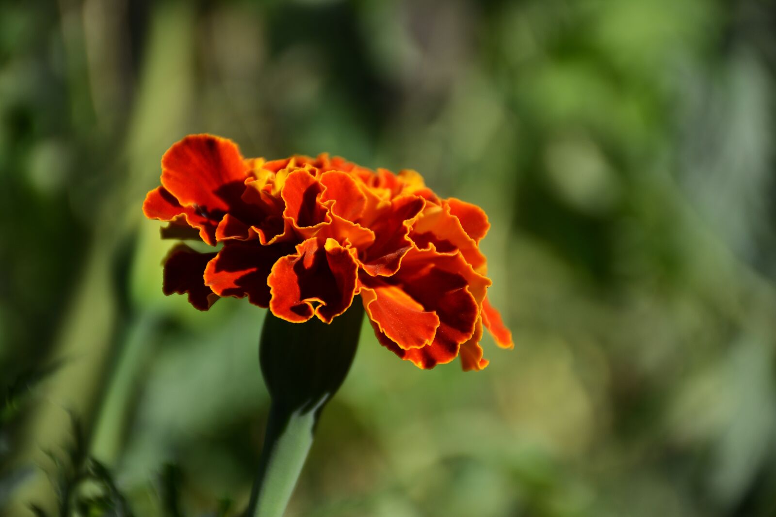 Nikon D7100 sample photo. Flower, garden, plant photography