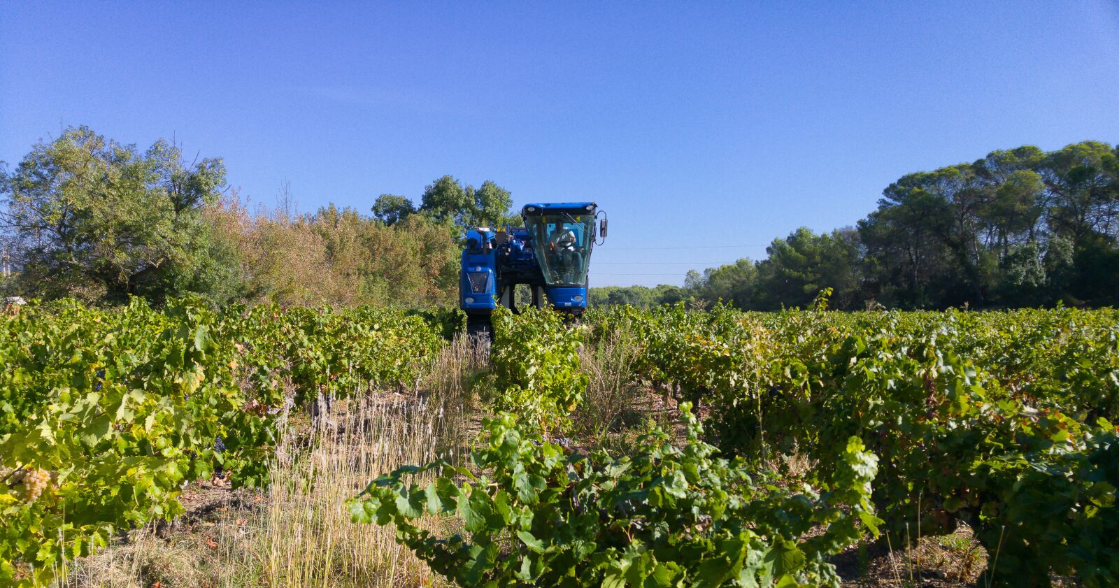 LG G4 sample photo. Harvest, grape harvesting machine photography