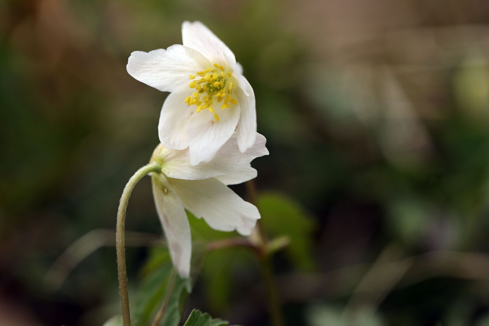 Canon EOS R sample photo. Anemone, spring, flower photography