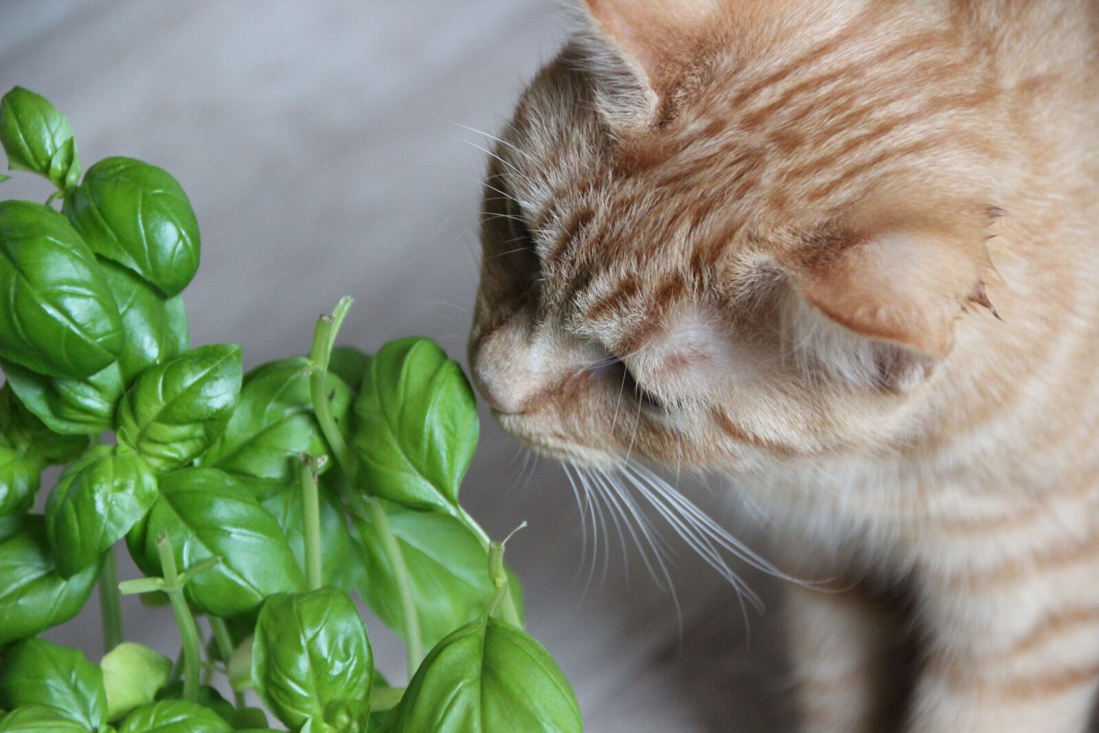 Canon EOS 600D (Rebel EOS T3i / EOS Kiss X5) sample photo. Cat, red, pet photography