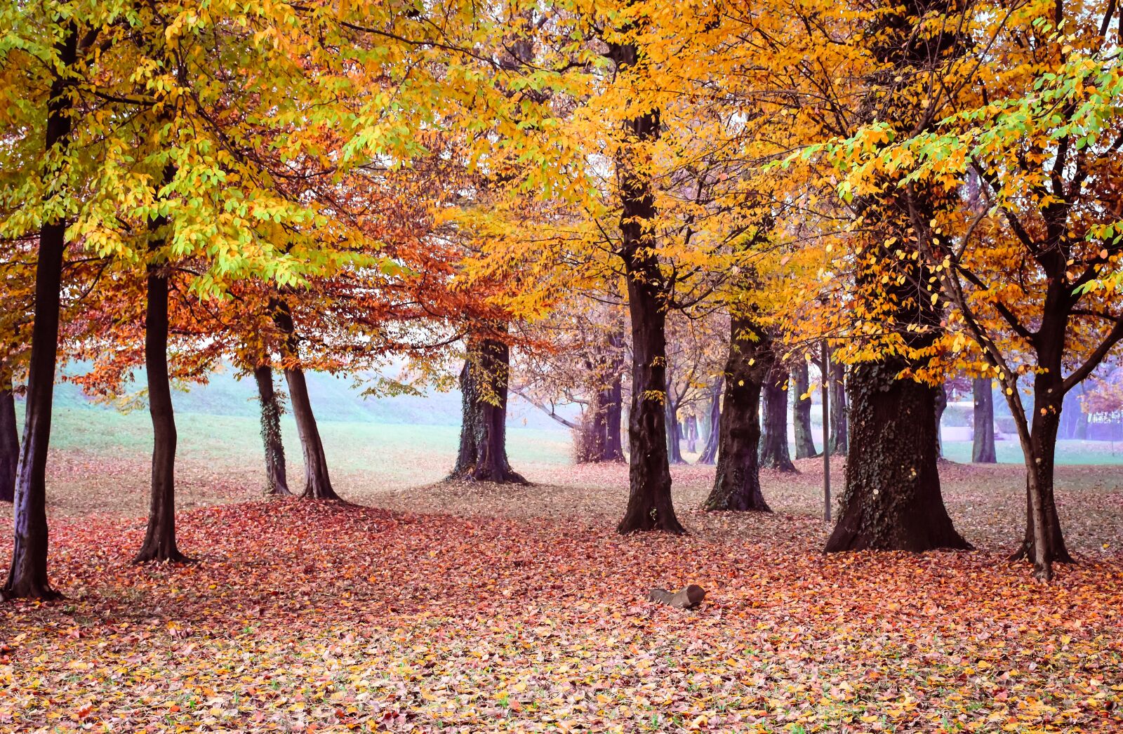Nikon D7200 sample photo. Trees, autumn, yellow photography