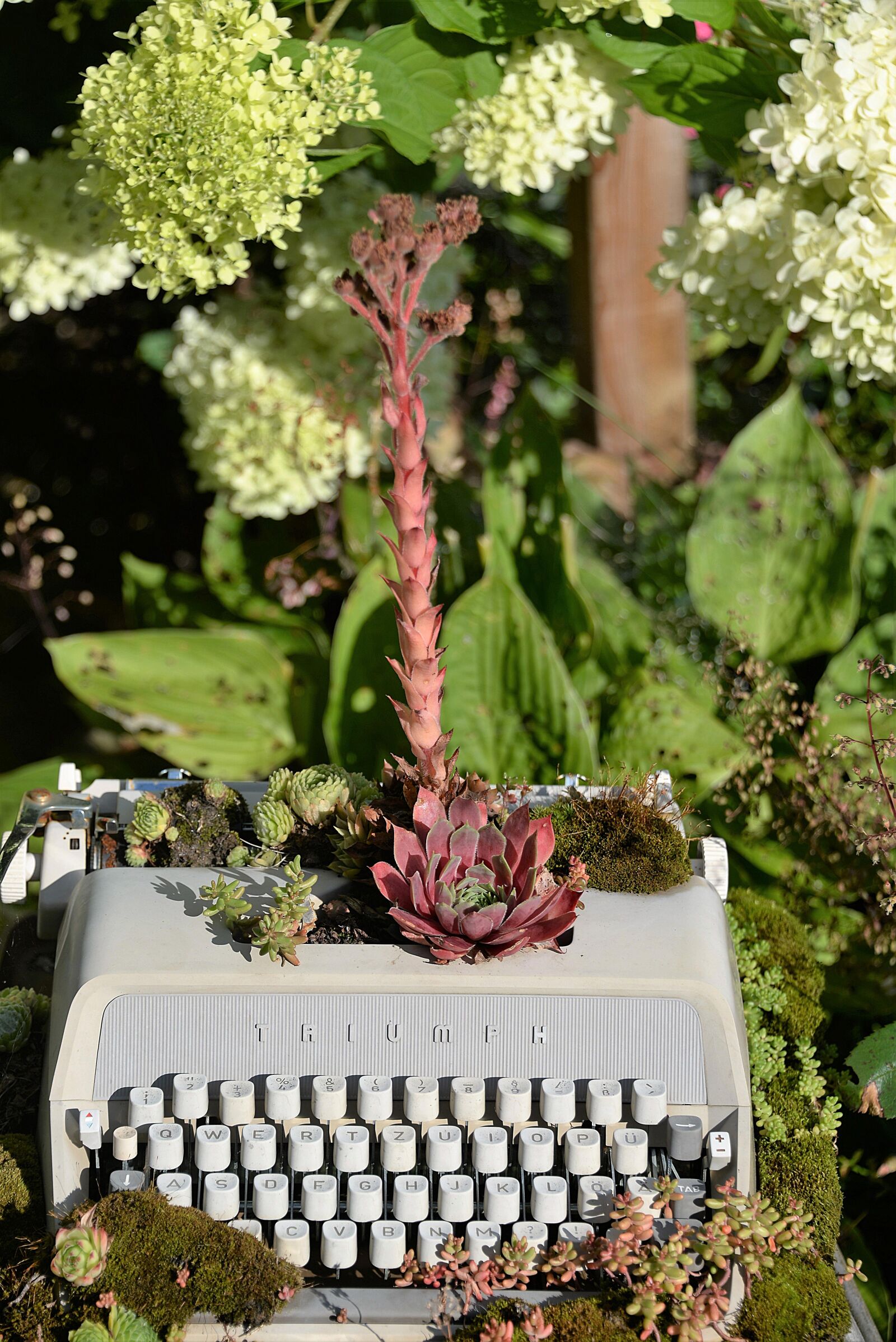 Nikon D610 sample photo. Typewriter, planted, gartendeko photography