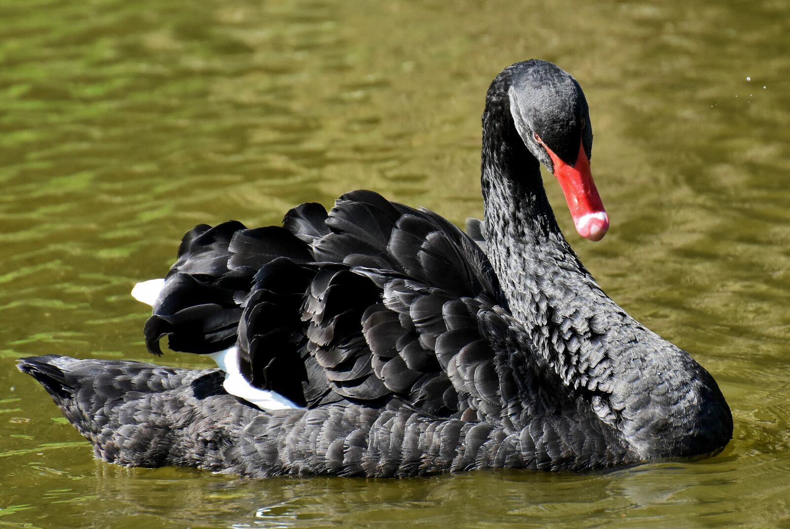 Nikon D7200 sample photo. Swan, black, water bird photography