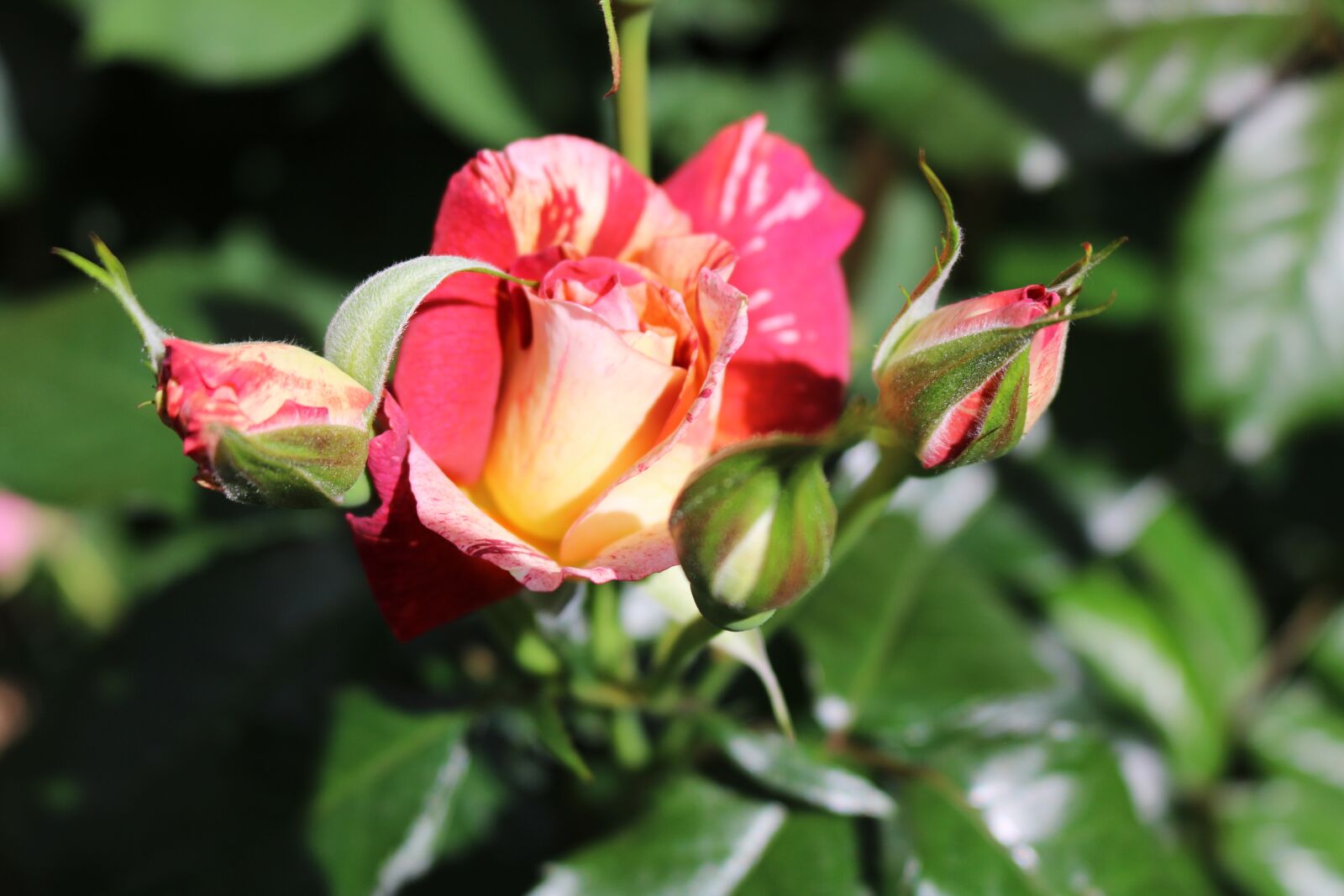 Canon EOS 750D (EOS Rebel T6i / EOS Kiss X8i) sample photo. Pink, flowers, yellow photography