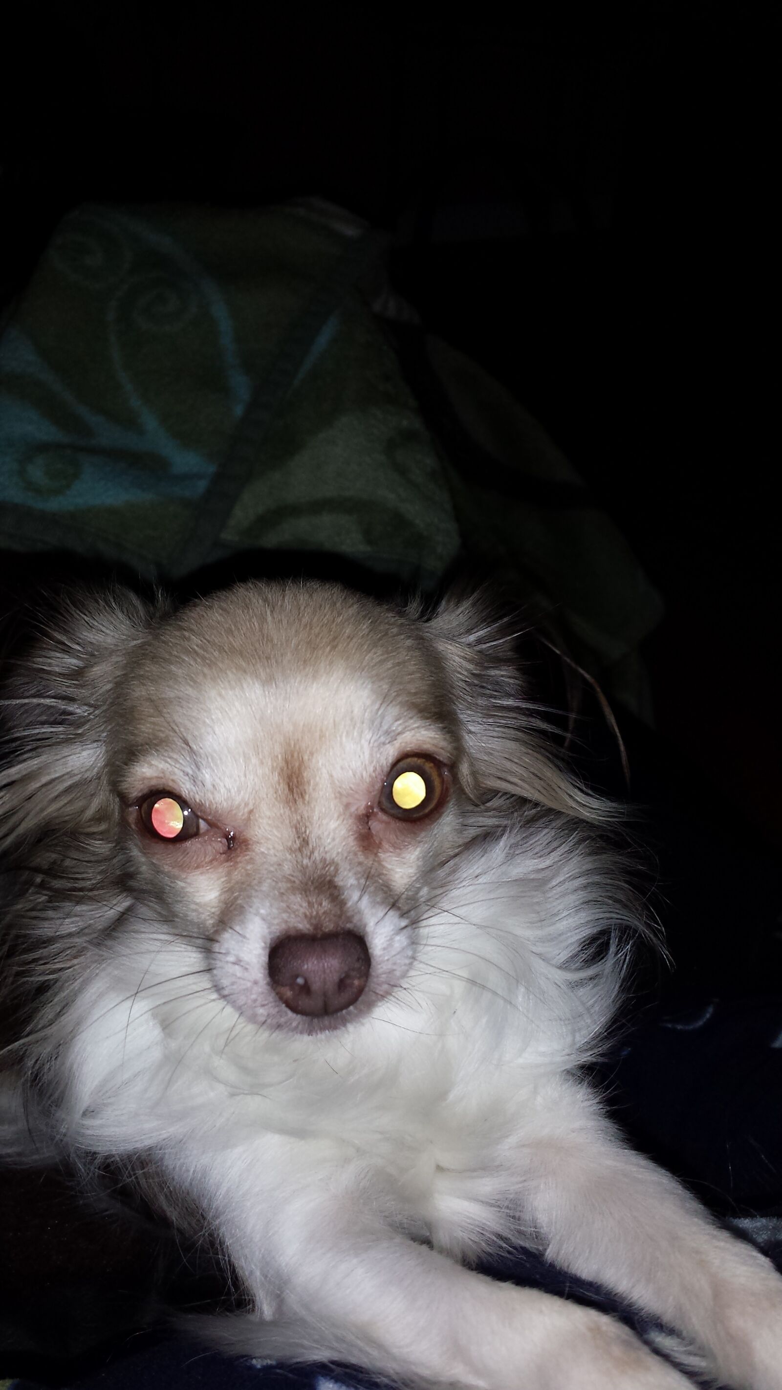 Samsung Galaxy S4 sample photo. Sad dog, red eye photography