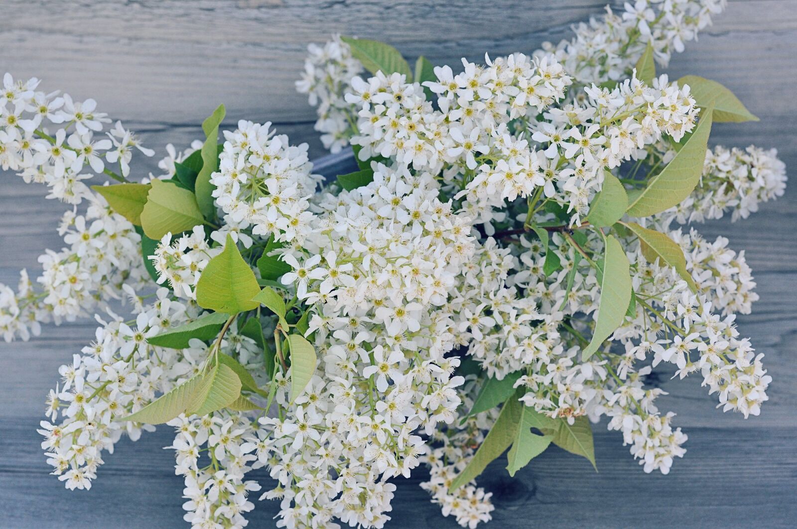 Nikon D90 sample photo. Lilac, branches, flowers photography