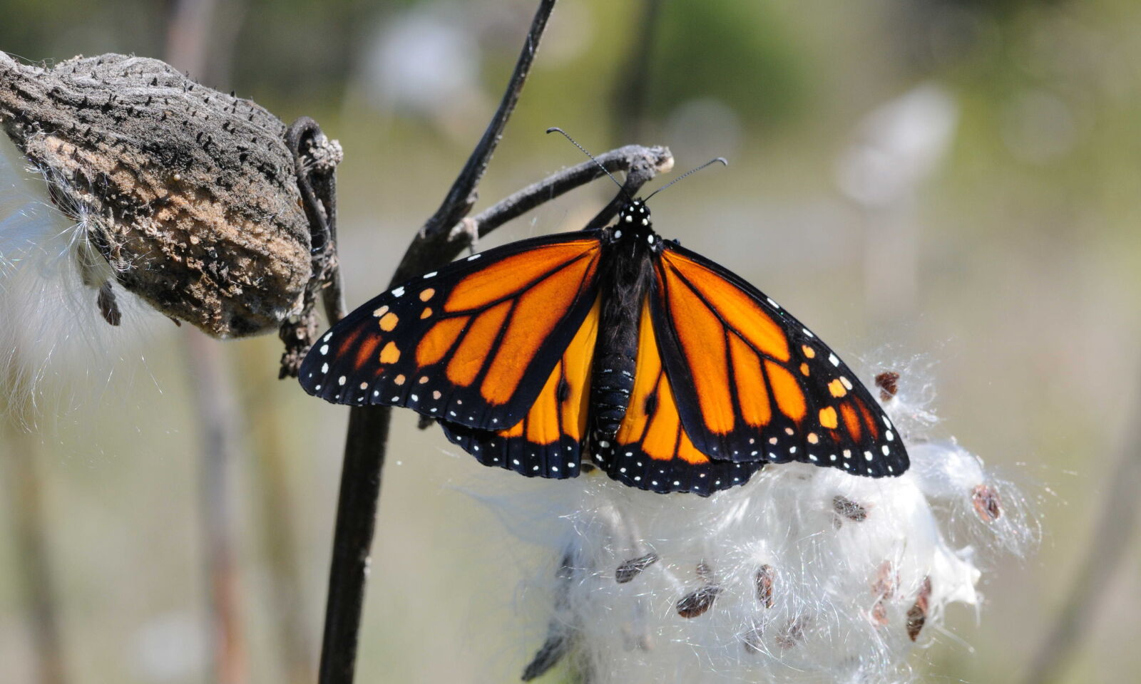 Nikon D300S + Nikon AF-S Micro-Nikkor 105mm F2.8G IF-ED VR sample photo. Monarch butterfly, rests, milkweed photography