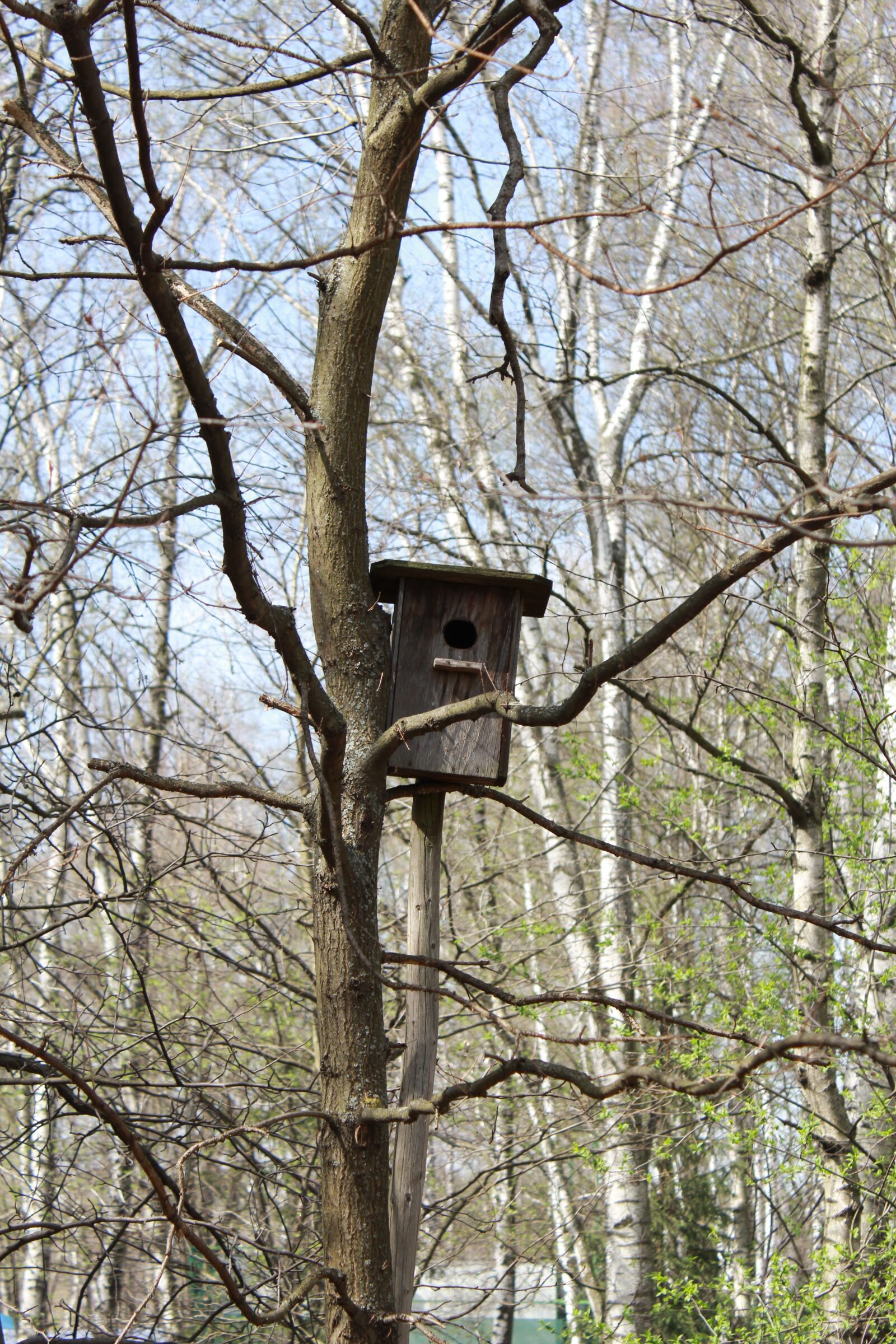 Canon EOS 60D sample photo. Spring, birdhouse, nature photography