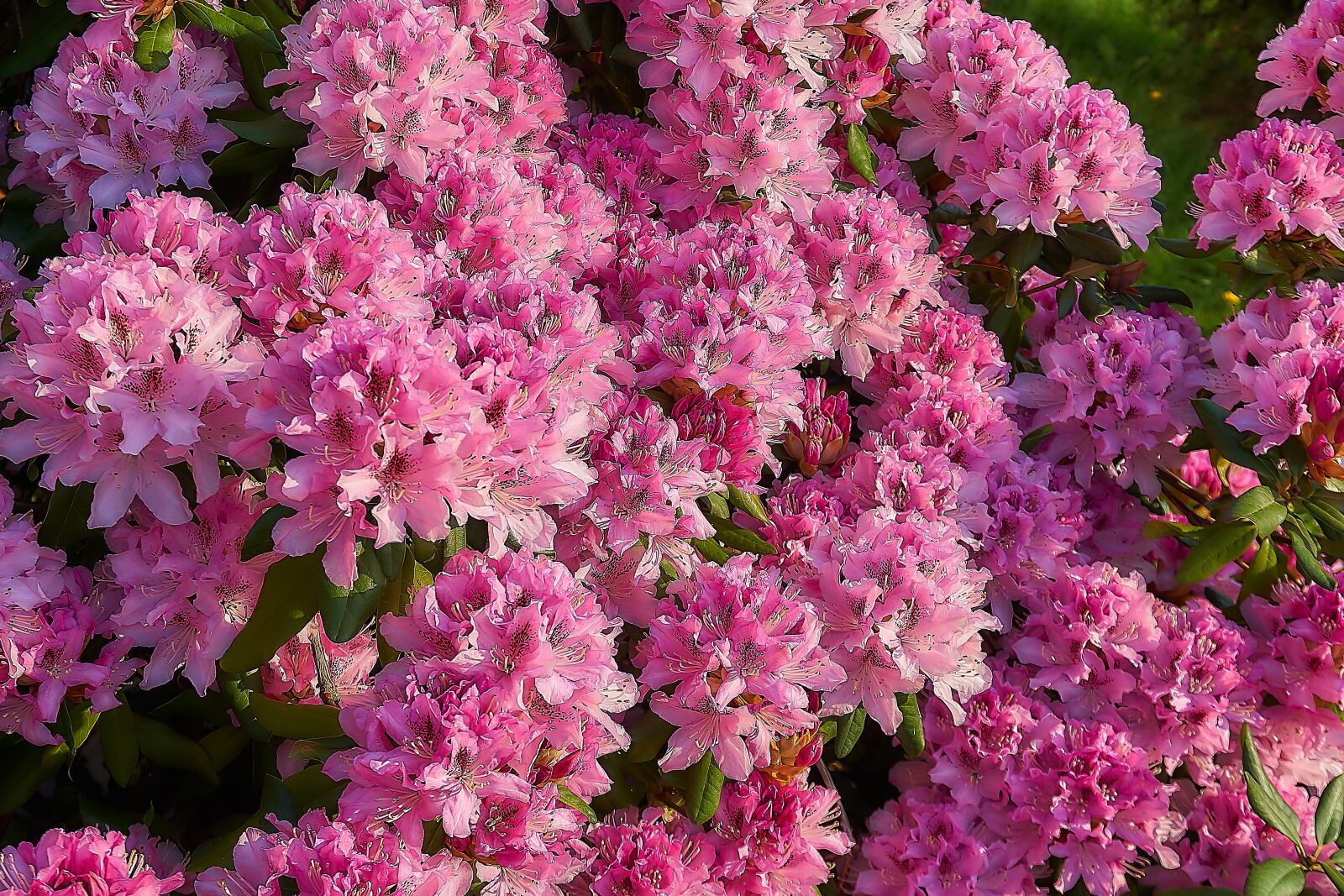 Sony a6000 sample photo. Rhododendron, blossom, bloom photography