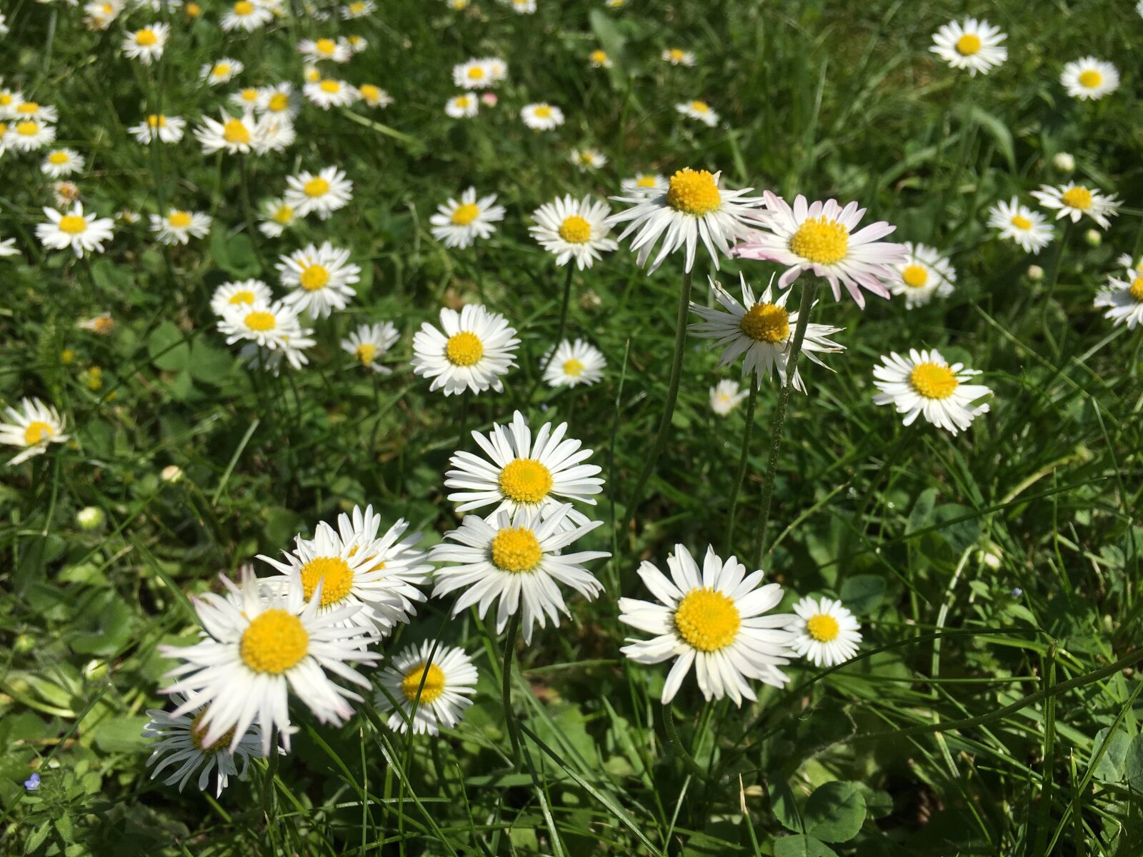 Apple iPhone 6s sample photo. Bellis philosophy, daisy, spring photography