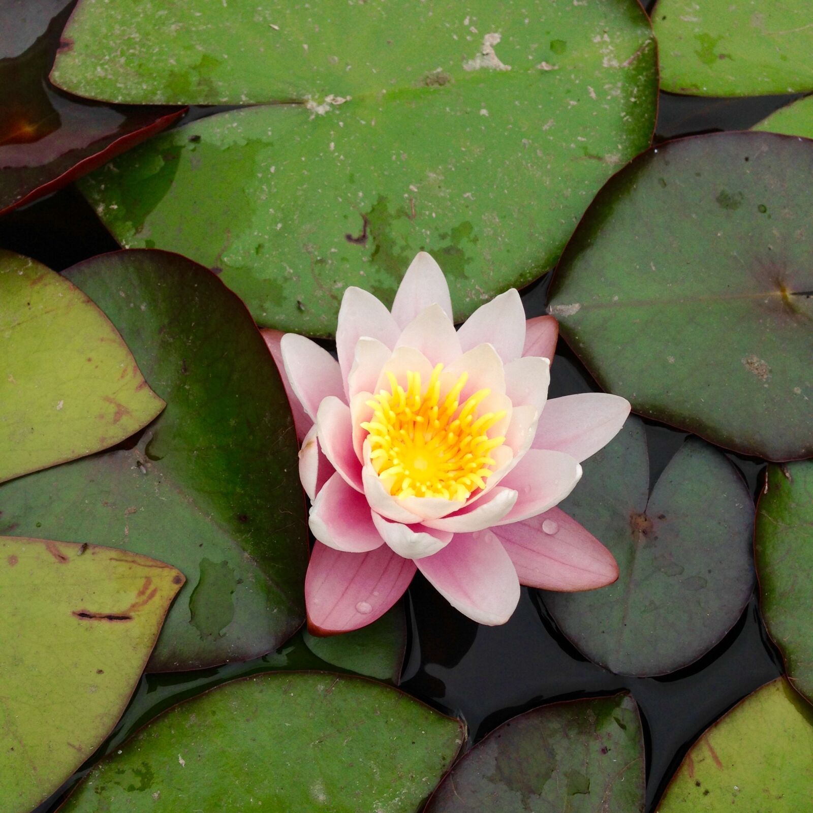 iPhone 5 back camera 4.12mm f/2.4 sample photo. Waterlily, flower, lily photography