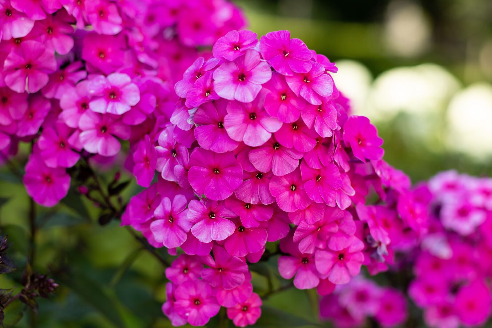 Canon EF 50mm F1.8 STM sample photo. Phlox paniculata, pink flowers photography