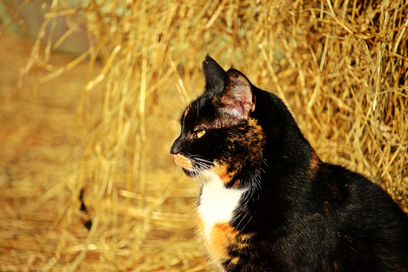Canon EOS 100D (EOS Rebel SL1 / EOS Kiss X7) sample photo. Cat, three coloured, lucky photography