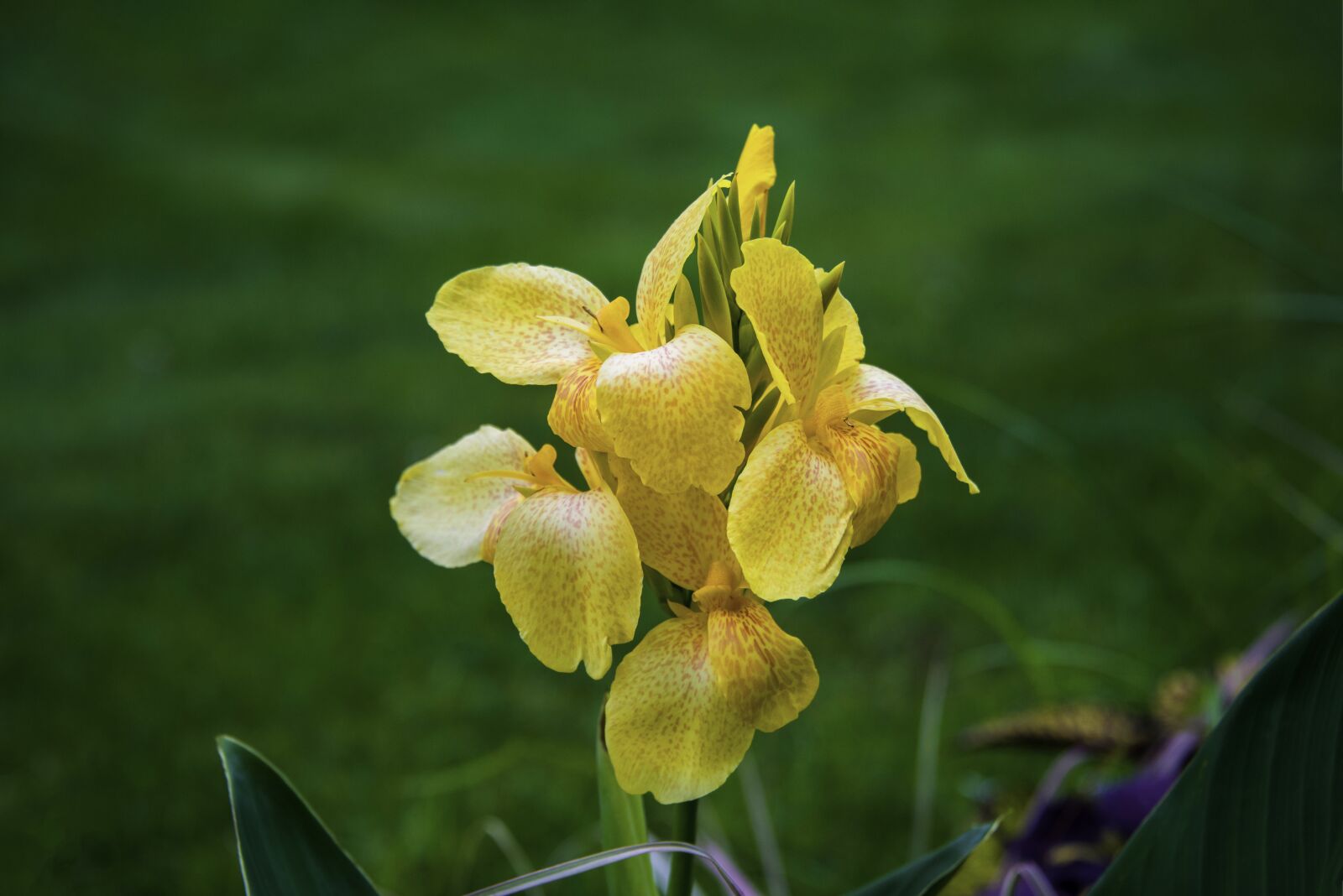 Nikon D800 sample photo. Flowers, yellow flowers, plant photography