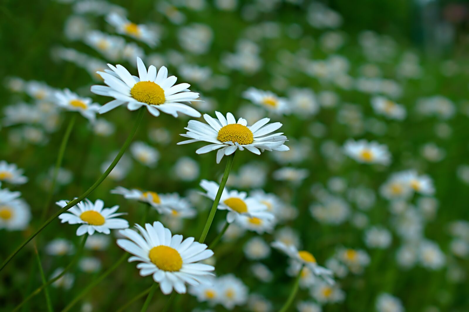 Nikon D3400 sample photo. Daisy, daisies, petals photography