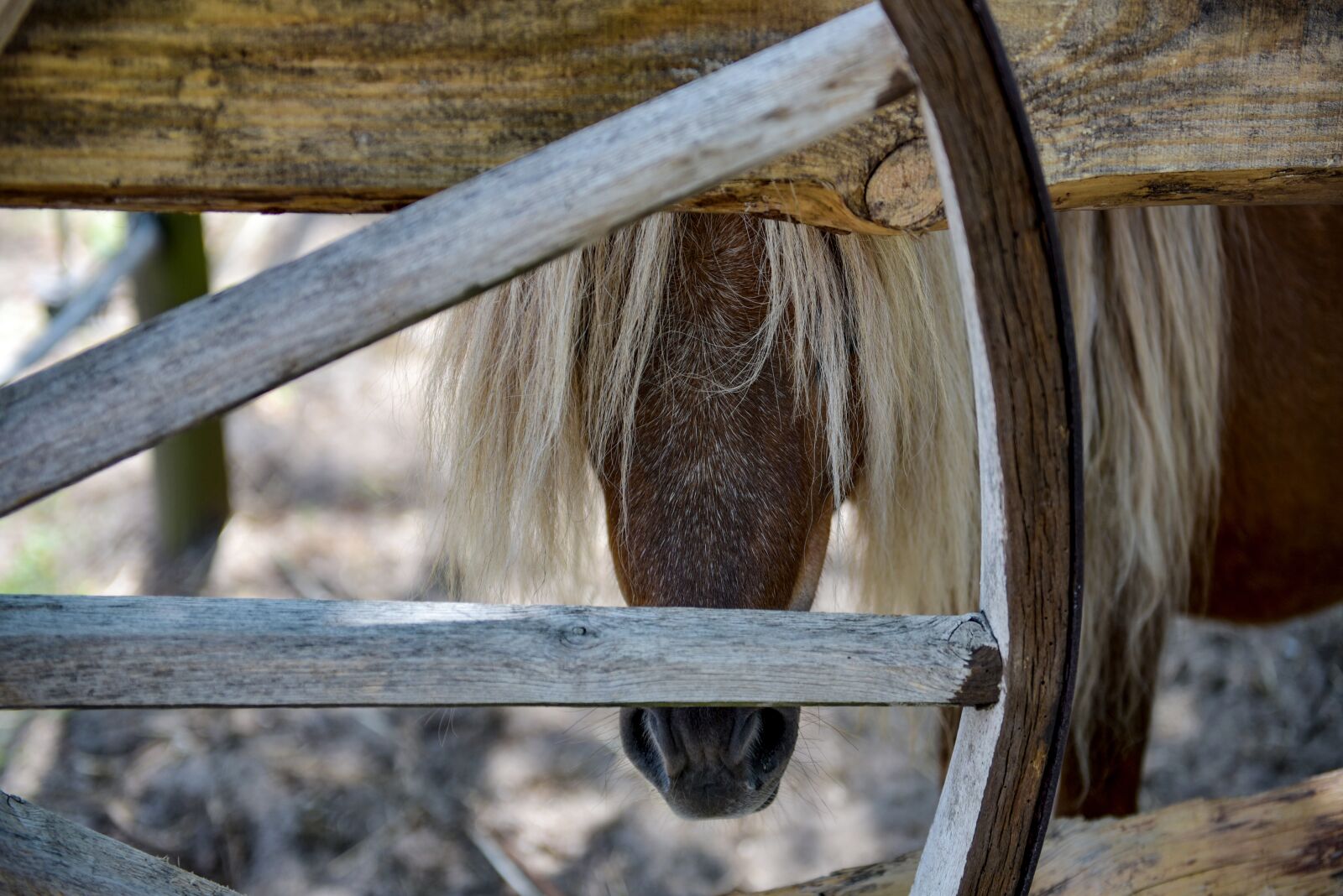Nikon D750 sample photo. Pony, horse, cute photography
