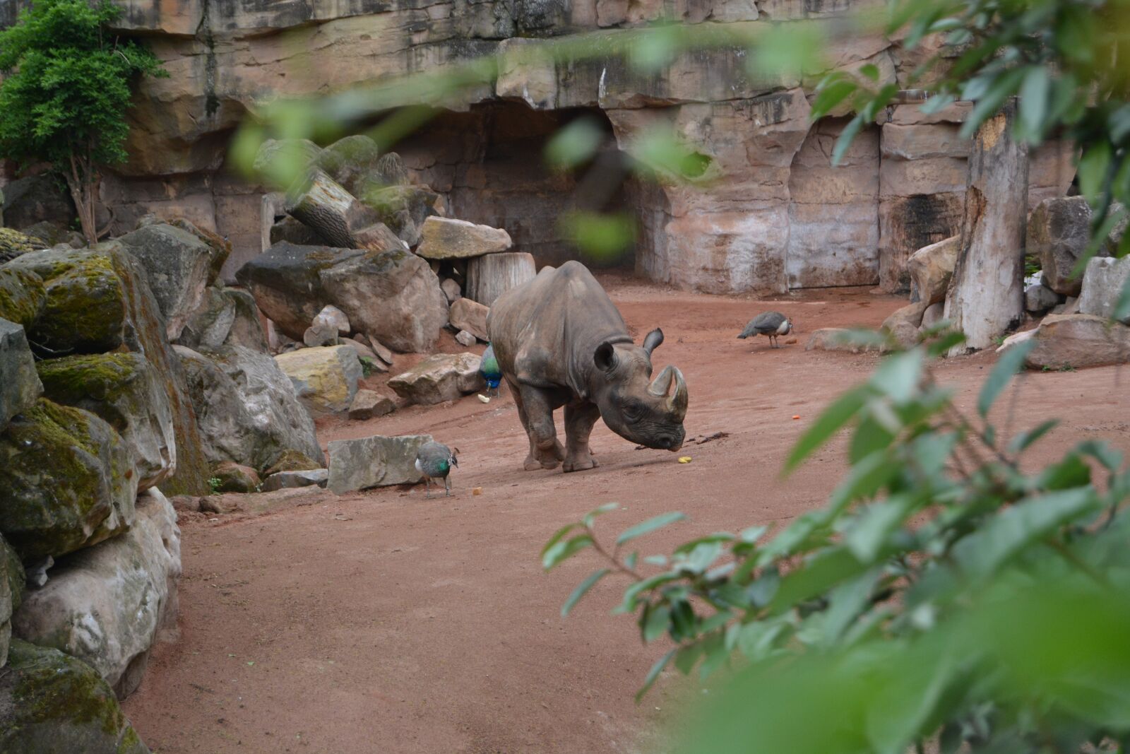 Nikon D5200 sample photo. Rhino, horn, pachyderm photography