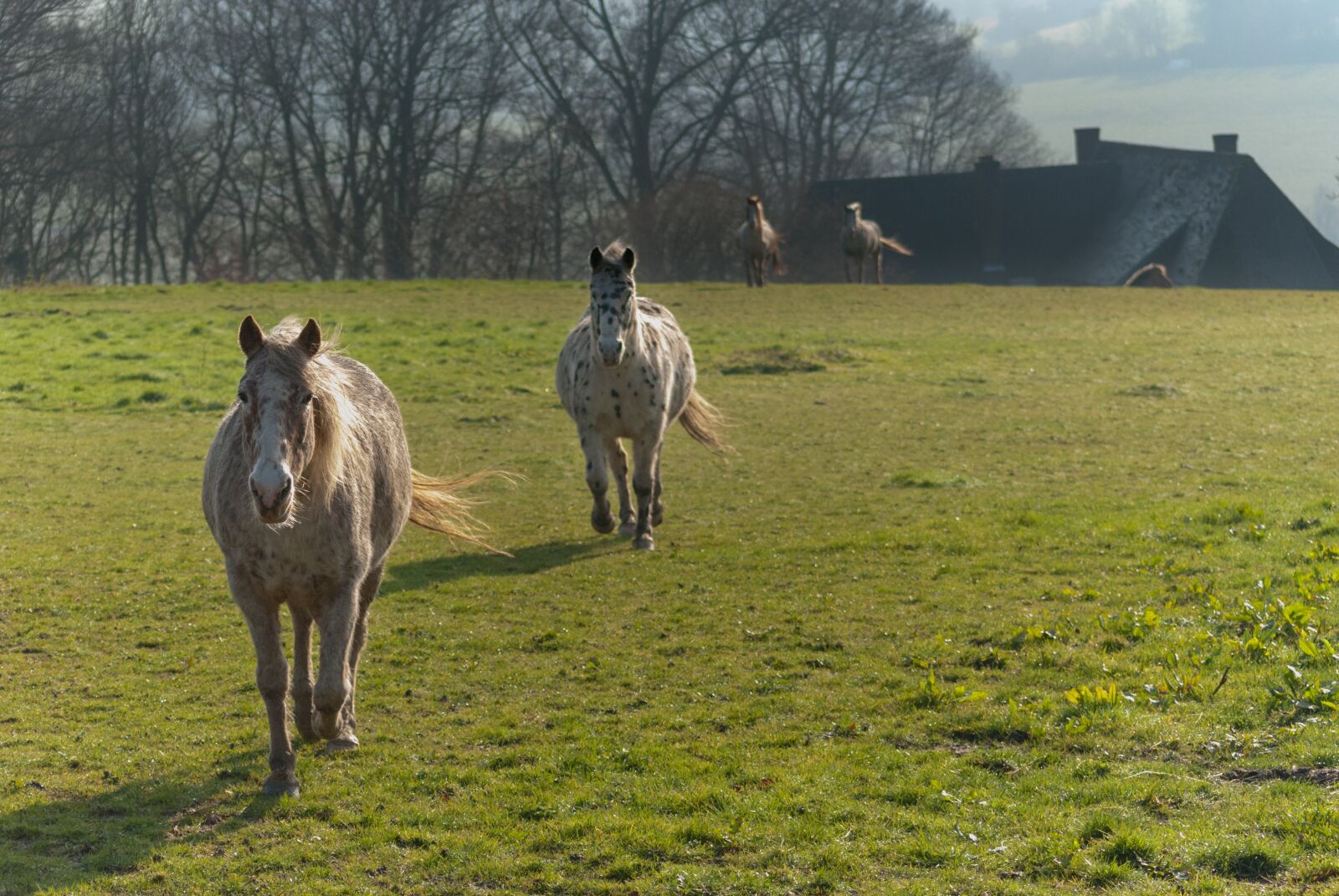 Nikon D80 sample photo. Horse, horses, gallop photography