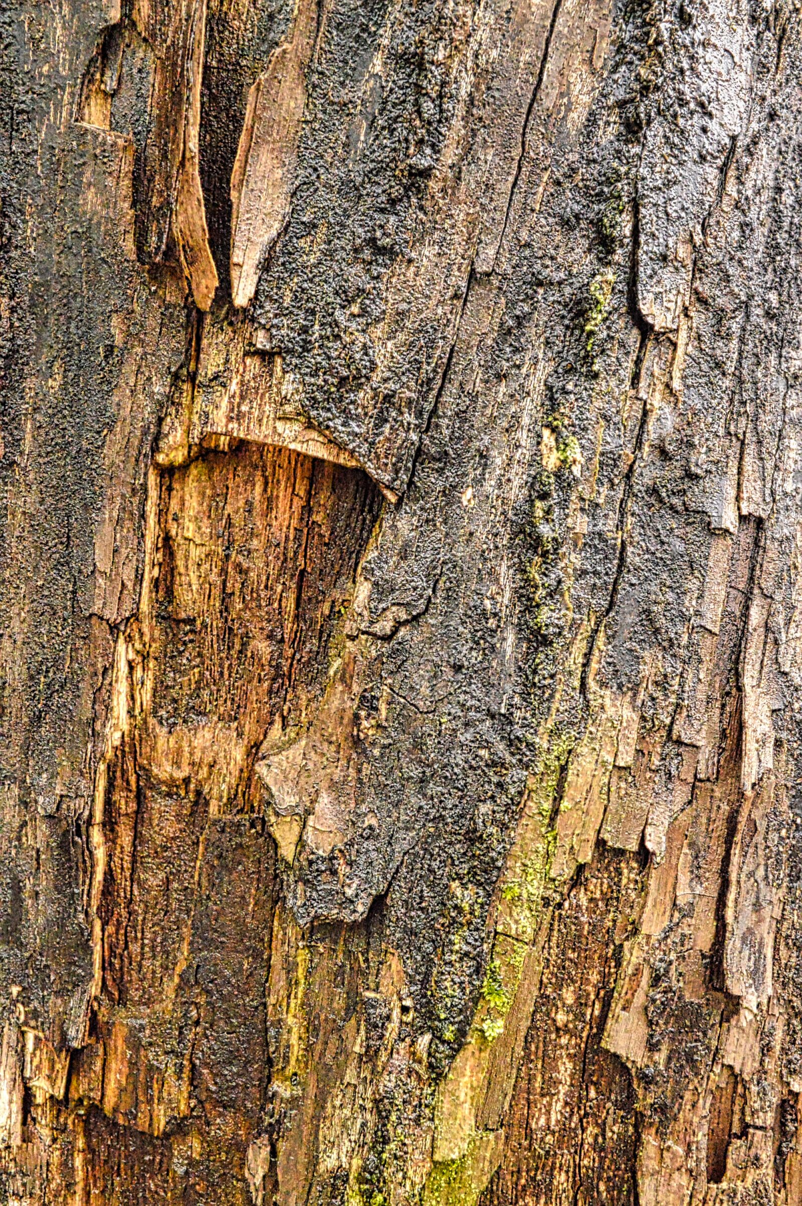 Nikon D3200 sample photo. Texture, wood, bark photography