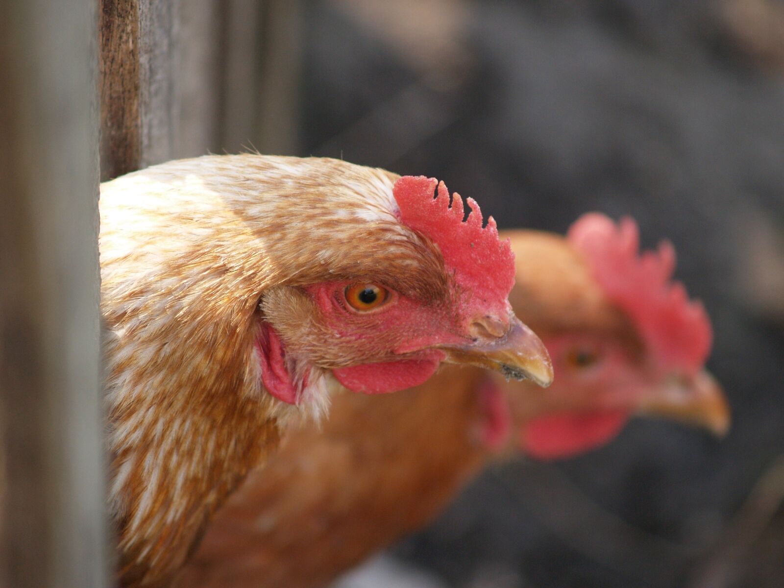 Olympus E-300 (EVOLT E-300) sample photo. Cock, chicken, bird photography