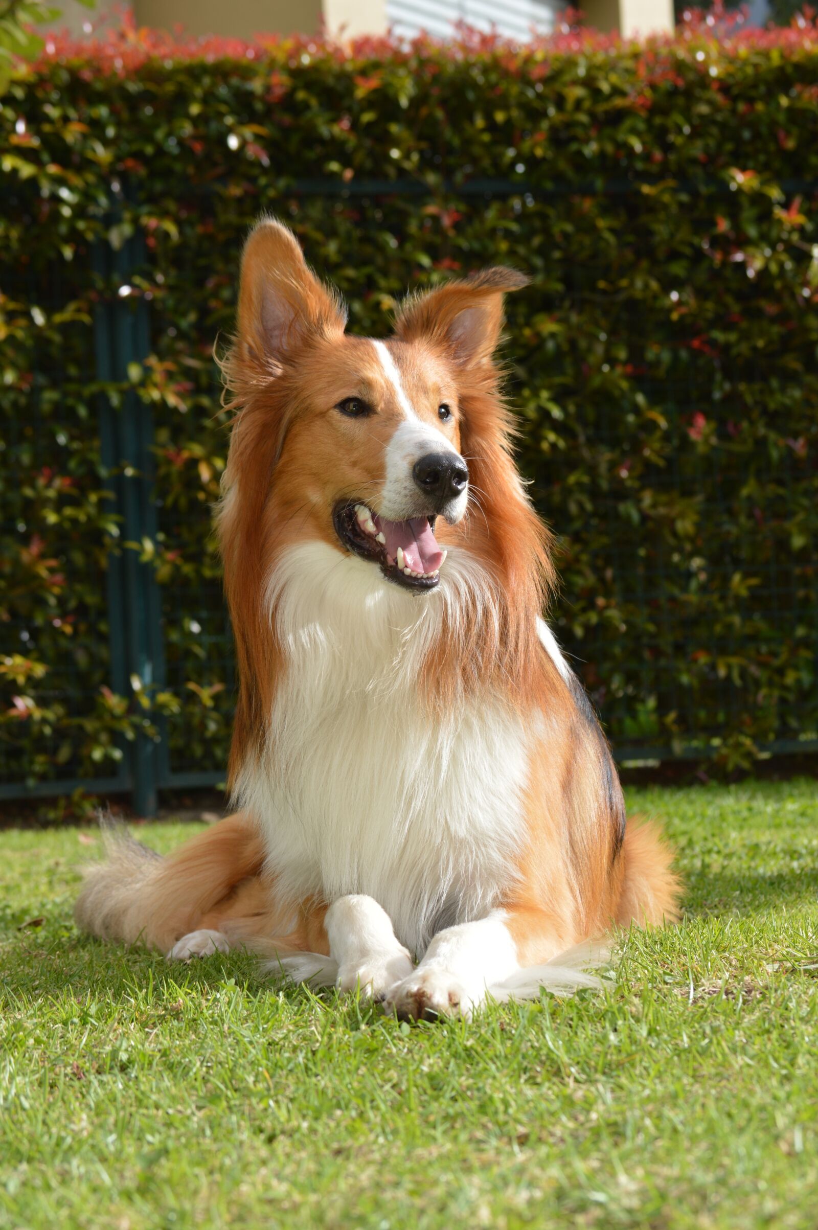 Nikon D3200 sample photo. Collie, dog, pet photography
