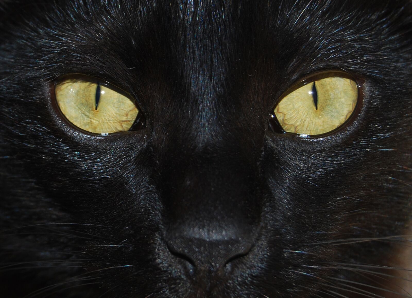 Nikon D60 sample photo. Cat, portrait, eye photography