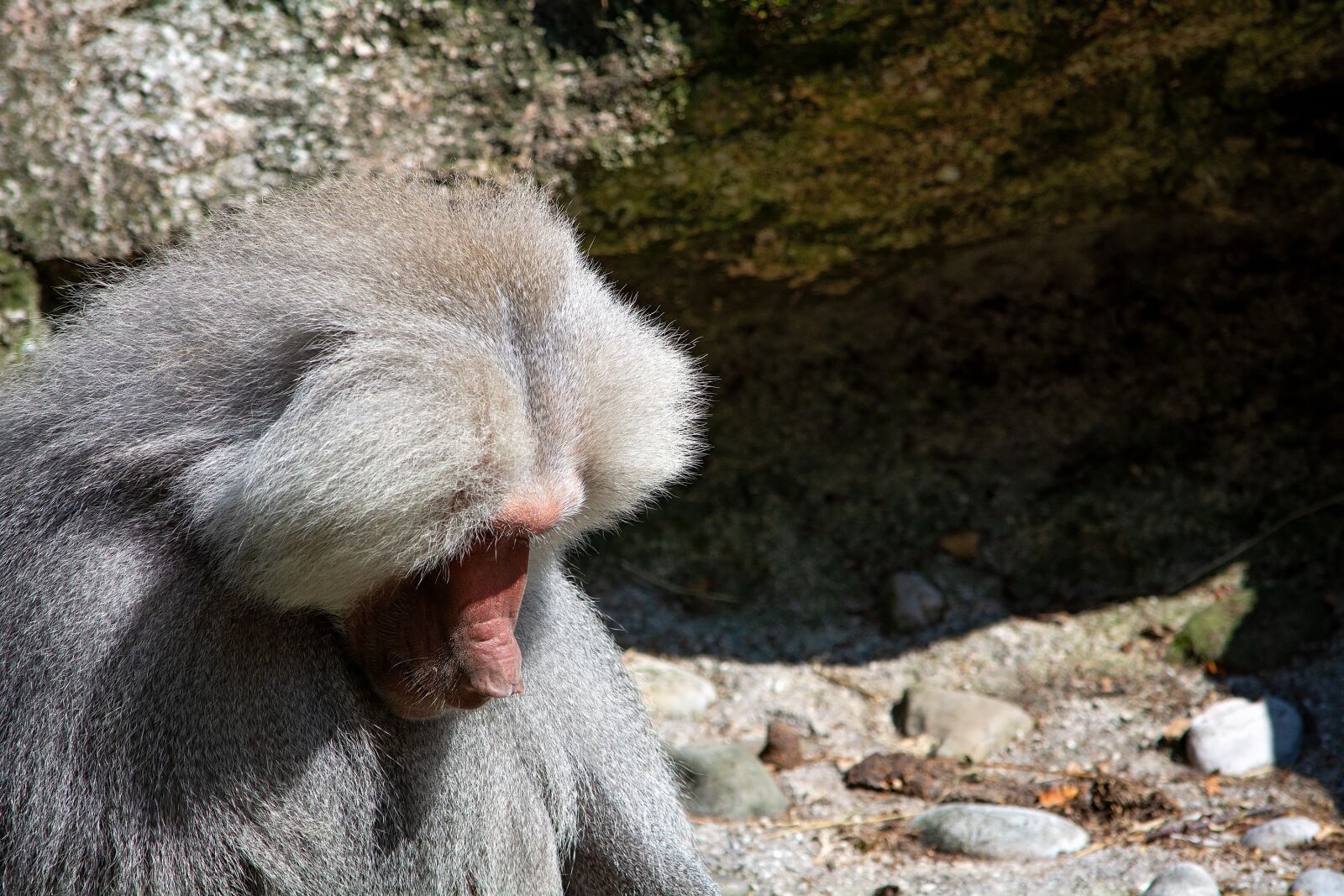 Nikon D7100 sample photo. Monkey, grey, animal photography