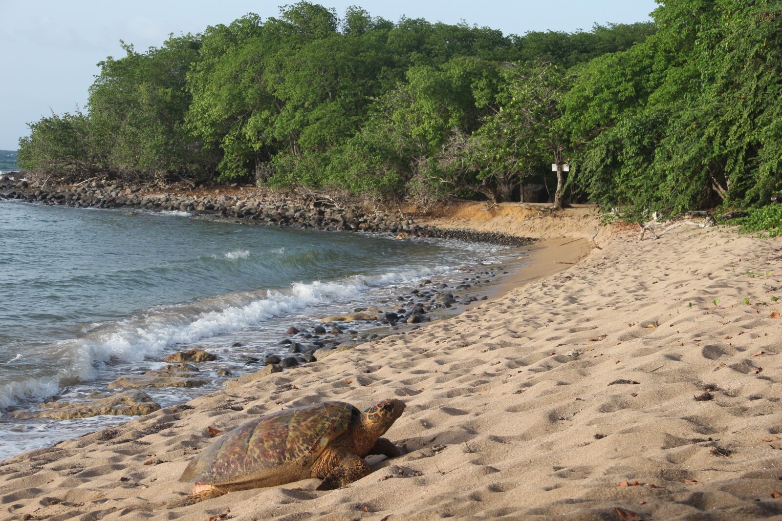 Canon EOS 600D (Rebel EOS T3i / EOS Kiss X5) sample photo. Guadeloupe, high-land, beach photography