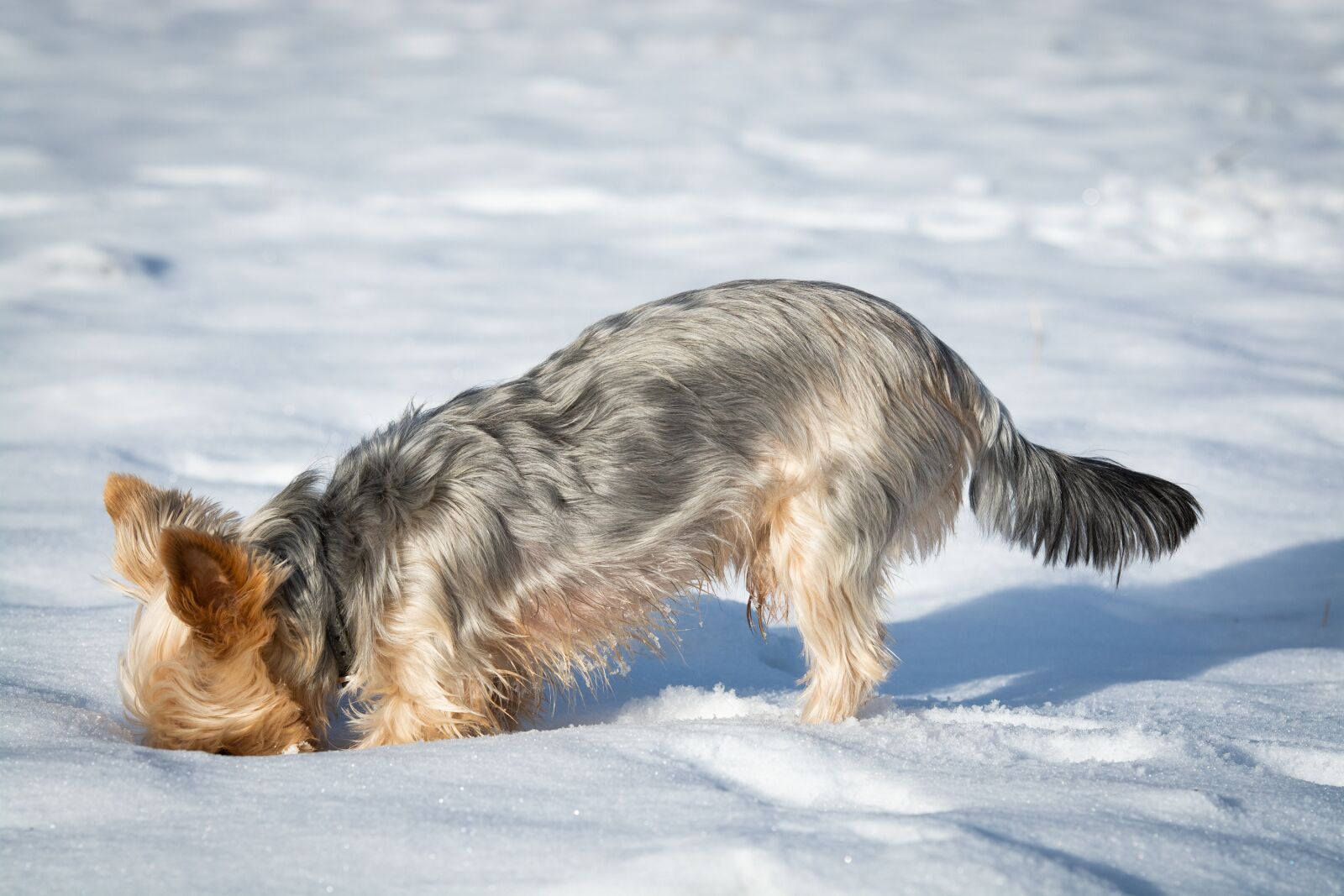 Nikon D7100 sample photo. Dog, dig, sniffing photography