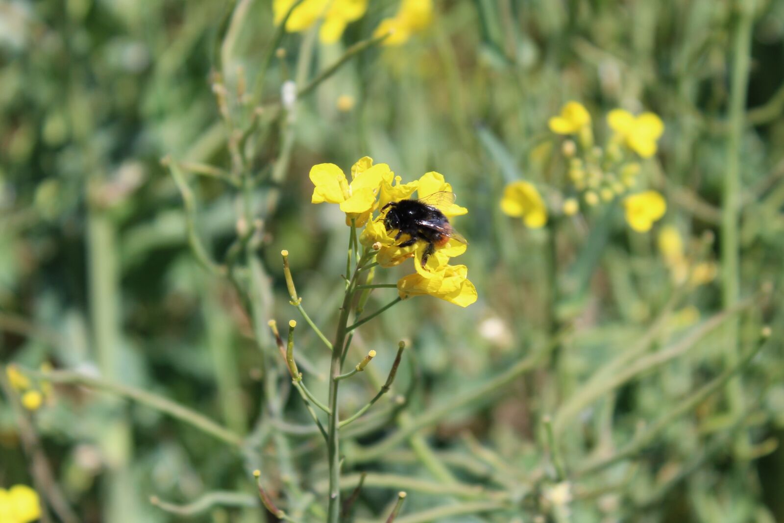 Canon EOS 1300D (EOS Rebel T6 / EOS Kiss X80) sample photo. Oilseed rape, field, insect photography