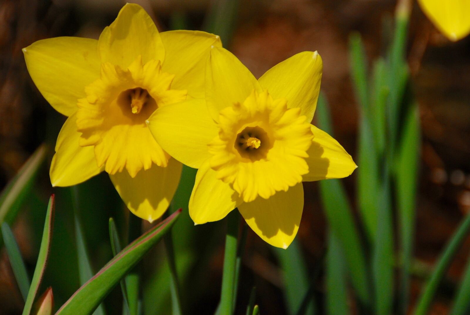 Nikon D80 sample photo. Flowers, daffodil, yellow photography