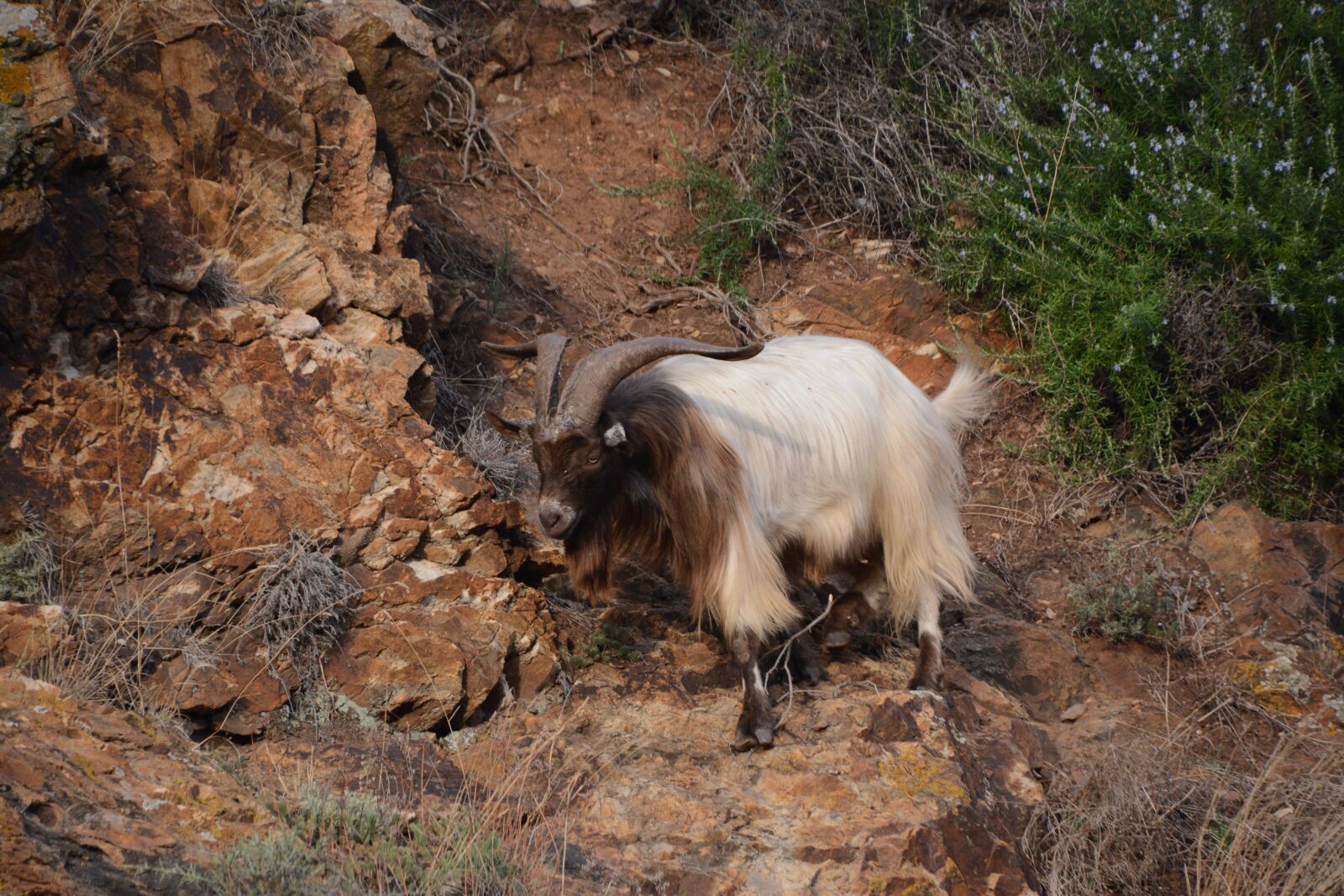 Nikon D7100 sample photo. Animal, wild, mammal photography