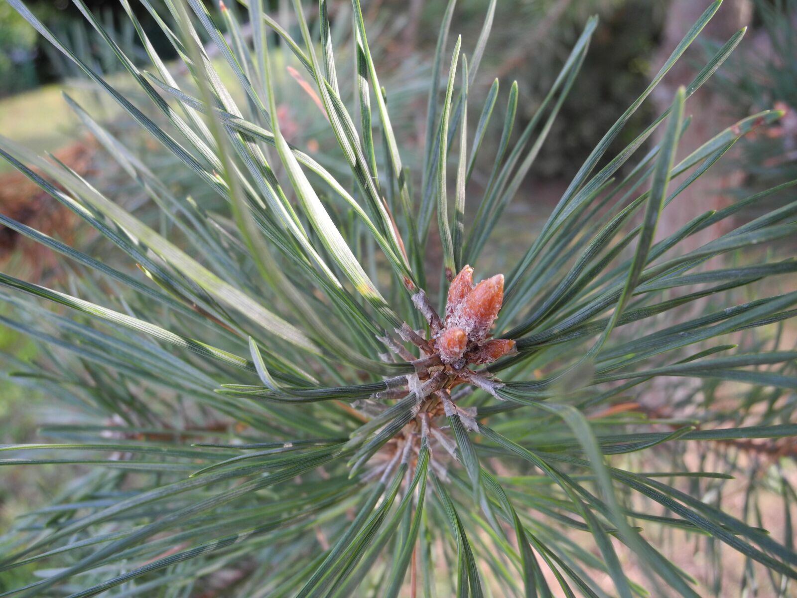 Nikon Coolpix P7000 sample photo. Pine, points, macro photography