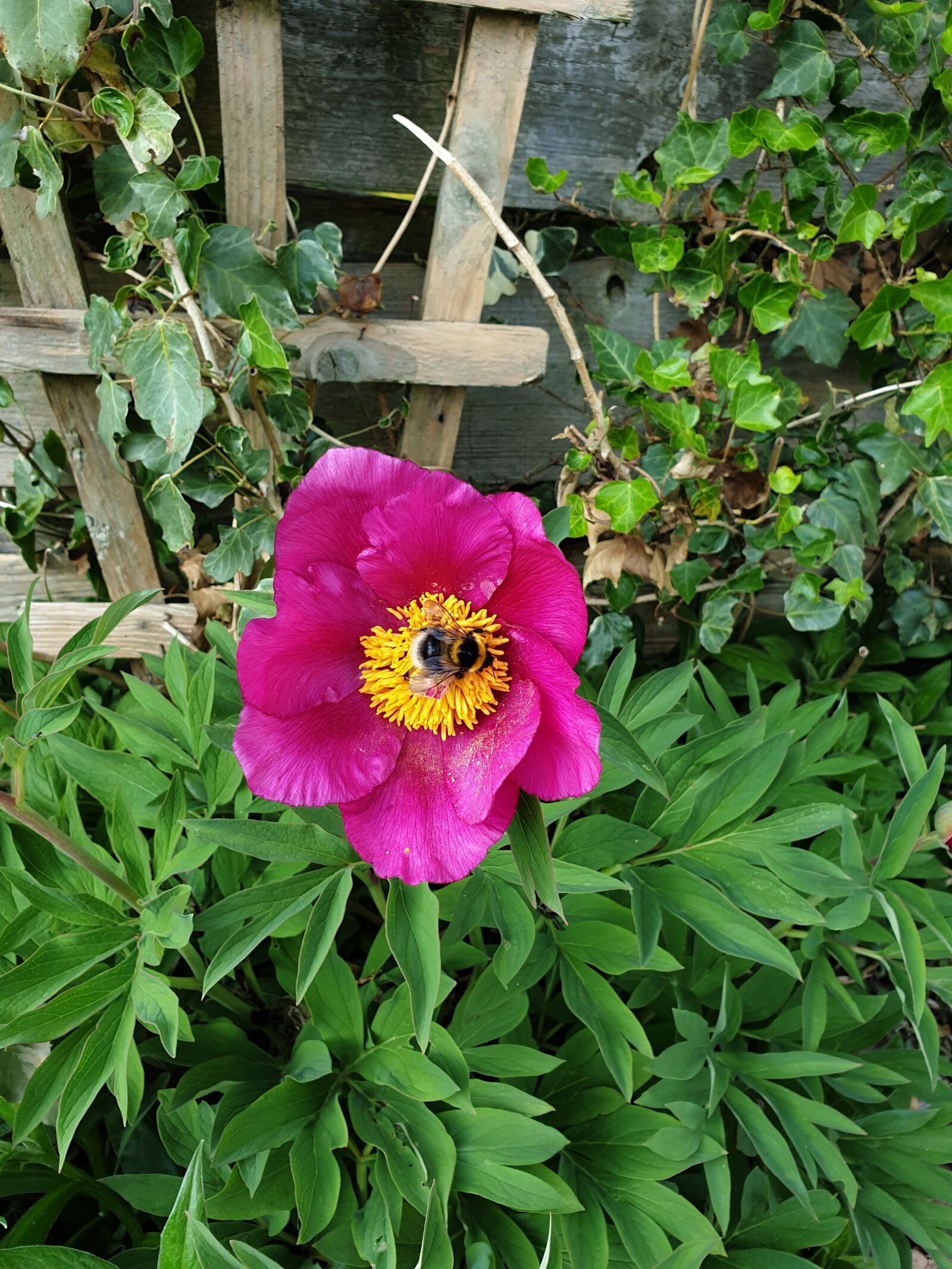 Samsung Galaxy S9 sample photo. Peony, bee, pollen photography