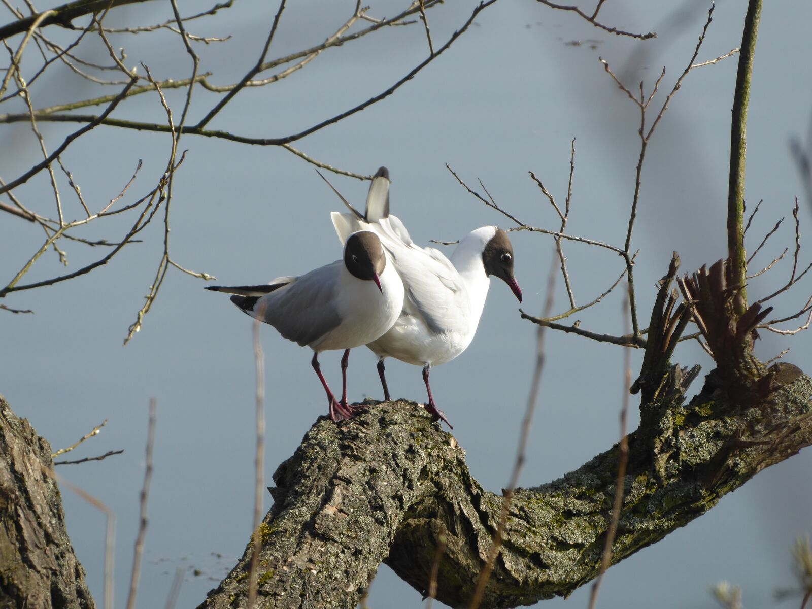 Panasonic Lumix DMC-ZS50 (Lumix DMC-TZ70) sample photo. Birds, nature, animals photography
