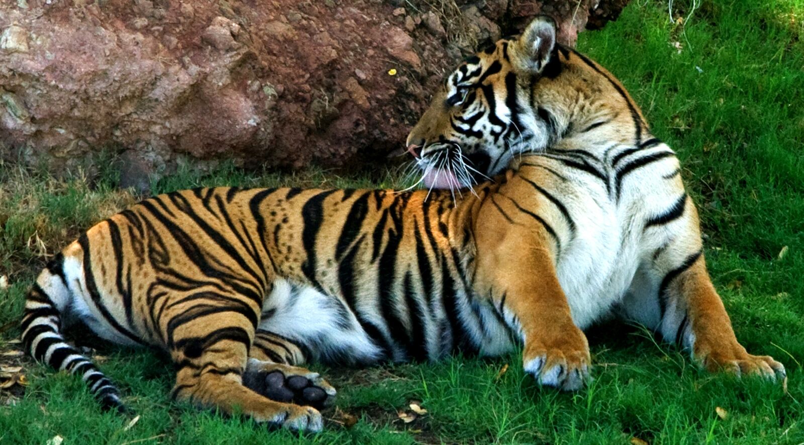 Canon EOS 350D (EOS Digital Rebel XT / EOS Kiss Digital N) sample photo. Tiger, siberian, resting photography