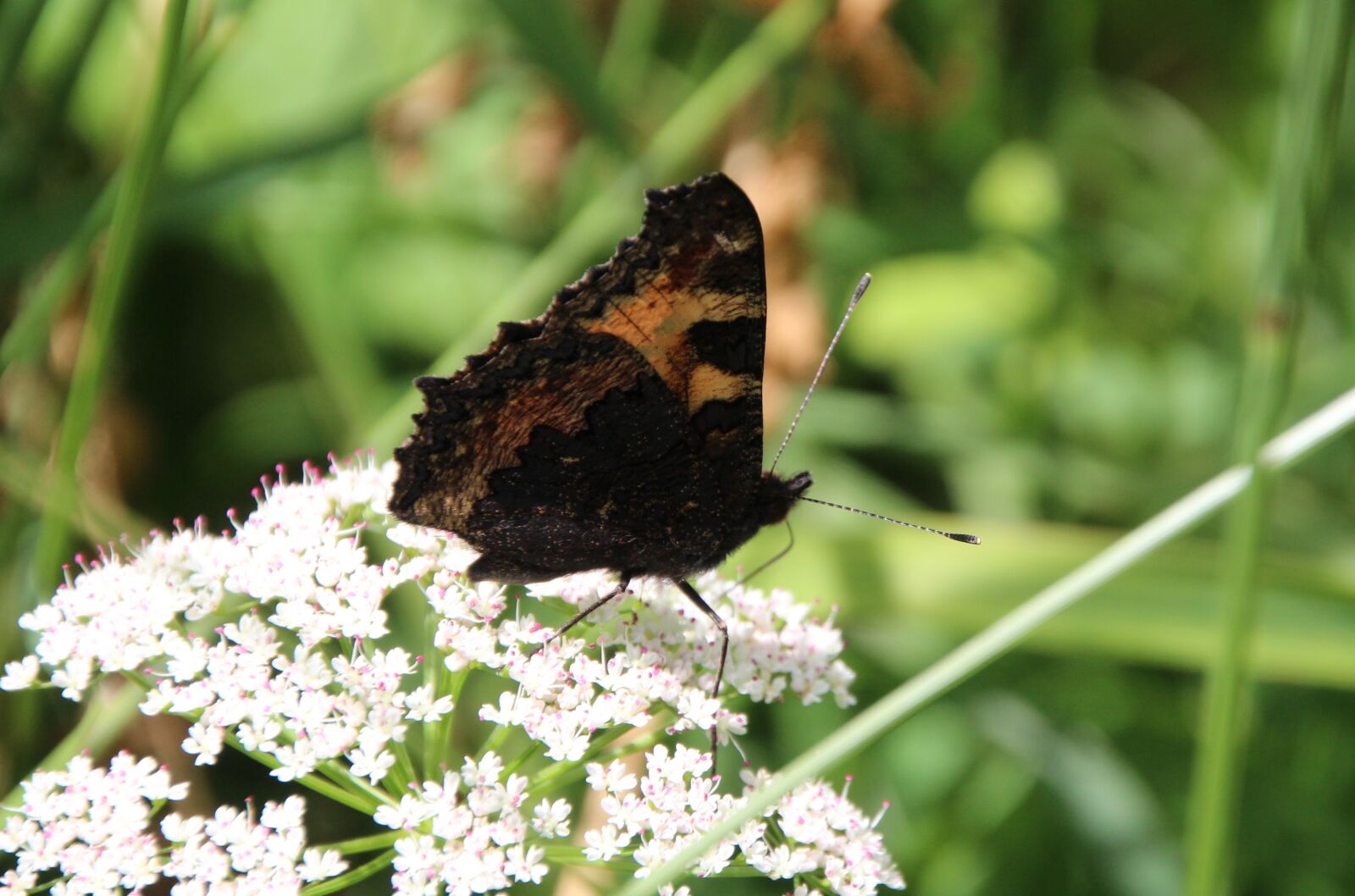 Canon EOS 1200D (EOS Rebel T5 / EOS Kiss X70 / EOS Hi) sample photo. Butterfly, public record photography