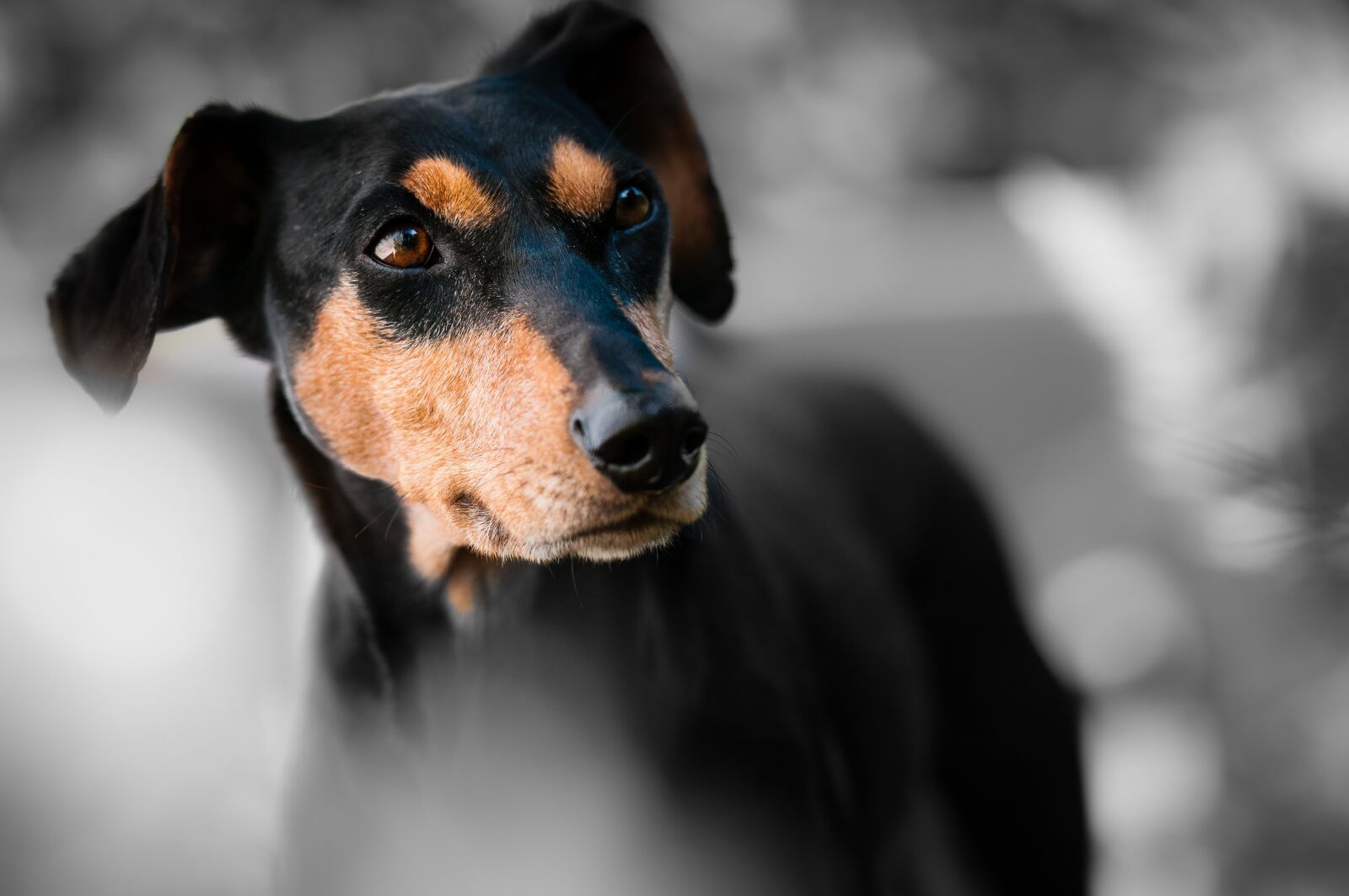 Nikon D300S sample photo. Animal, dog, pet photography