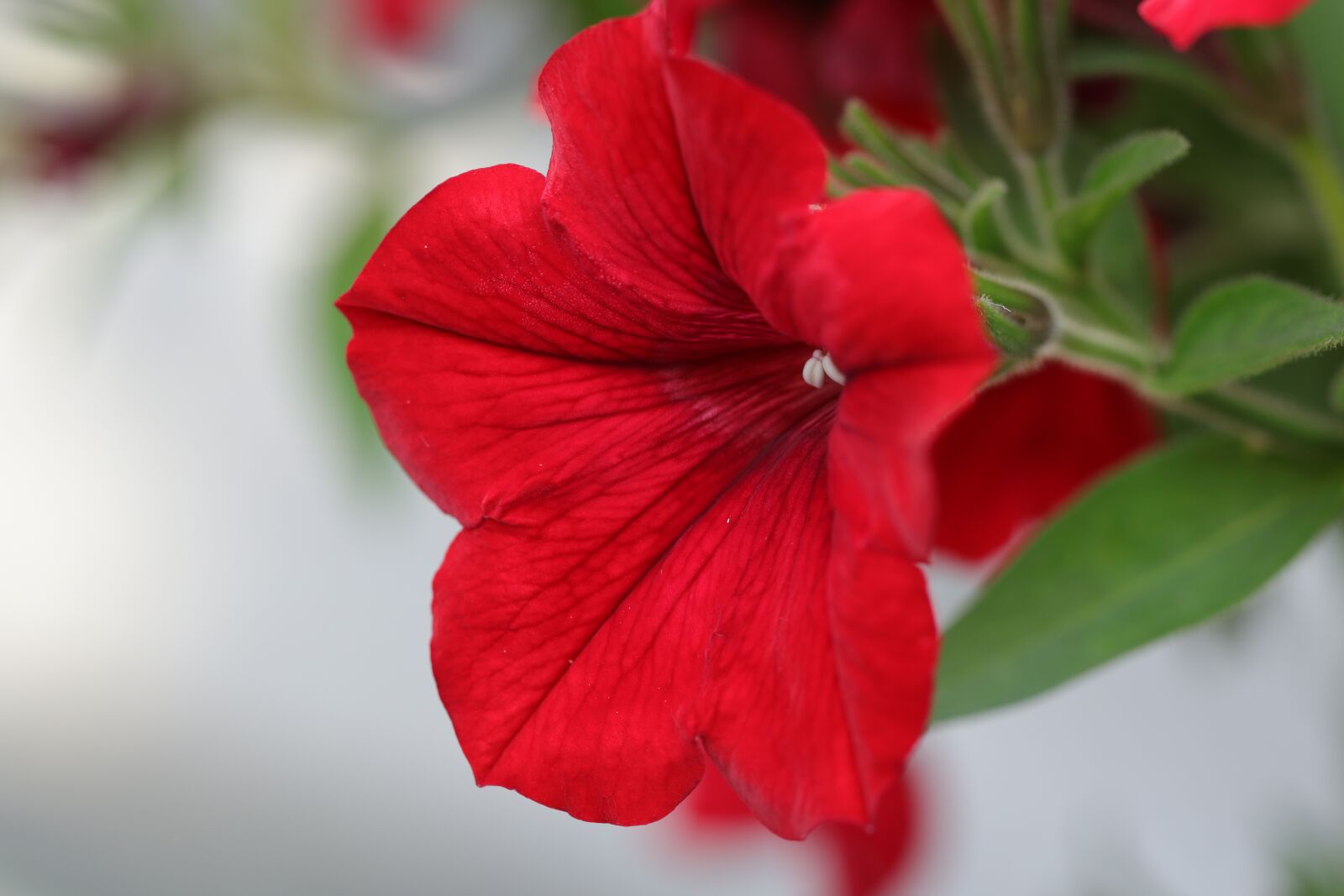 Canon EF 100mm F2.8L Macro IS USM sample photo. Petunia, flower, flowers photography
