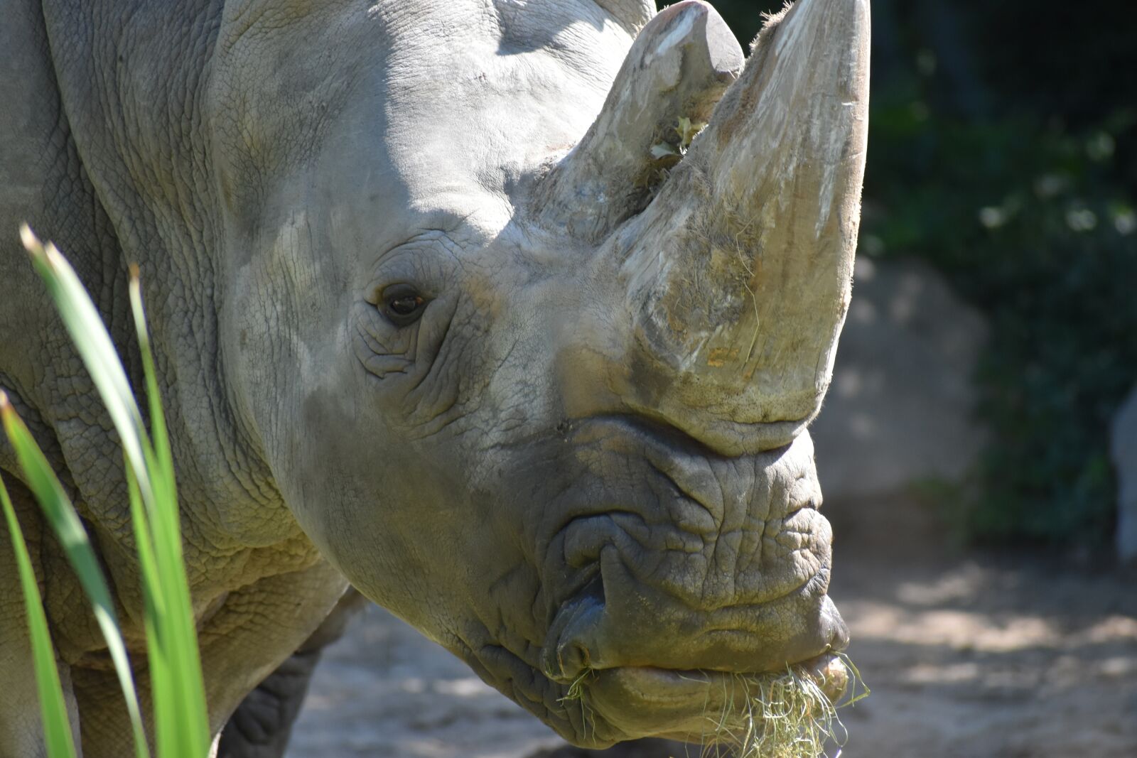Nikon D3400 sample photo. Rin r se, zoo photography