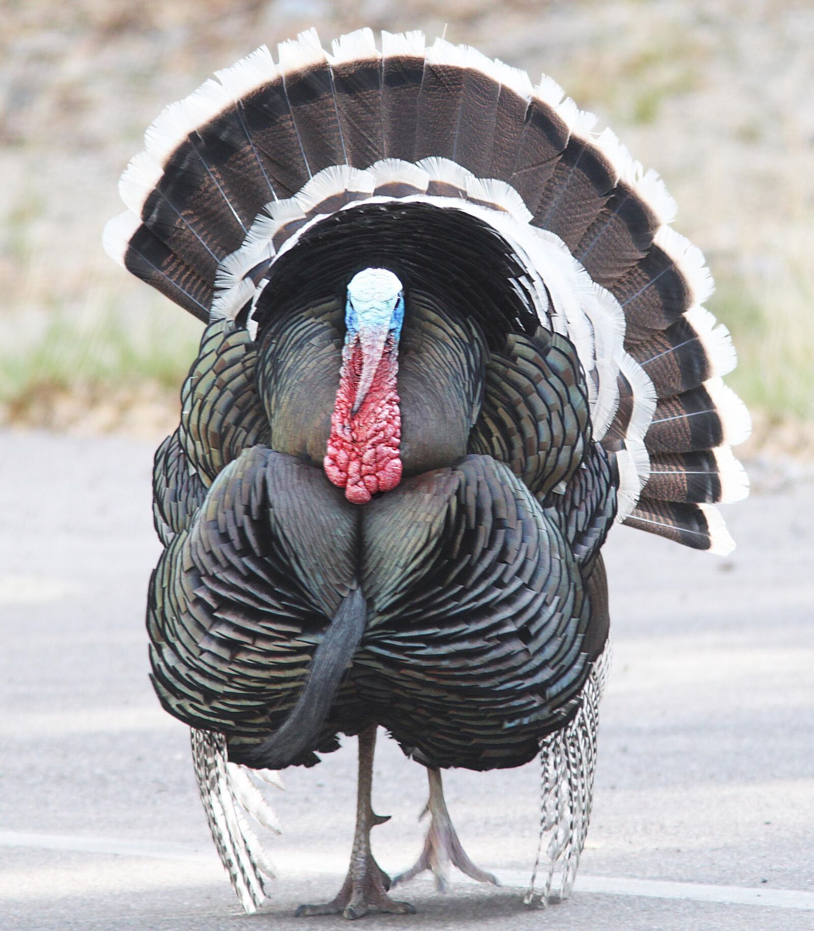 Canon EOS 500D (EOS Rebel T1i / EOS Kiss X3) sample photo. Turkey, bird, close up photography