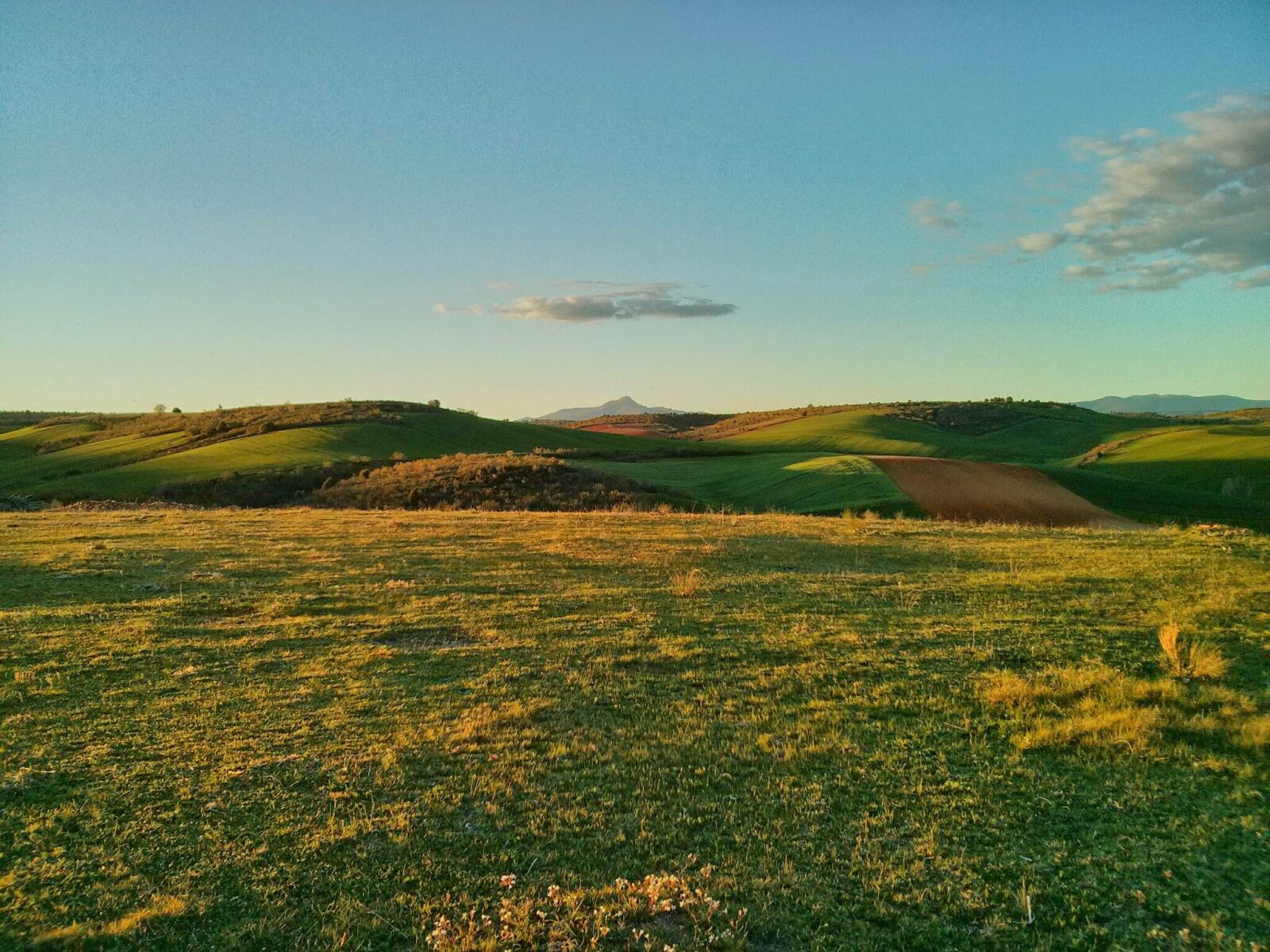 LG Nexus 4 sample photo. Landscape, green, yellow photography